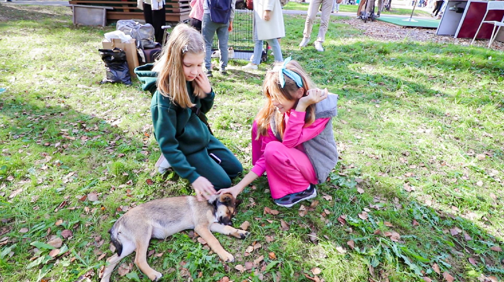 Клин, общество, животные, добрые руки, благотворительная акция,