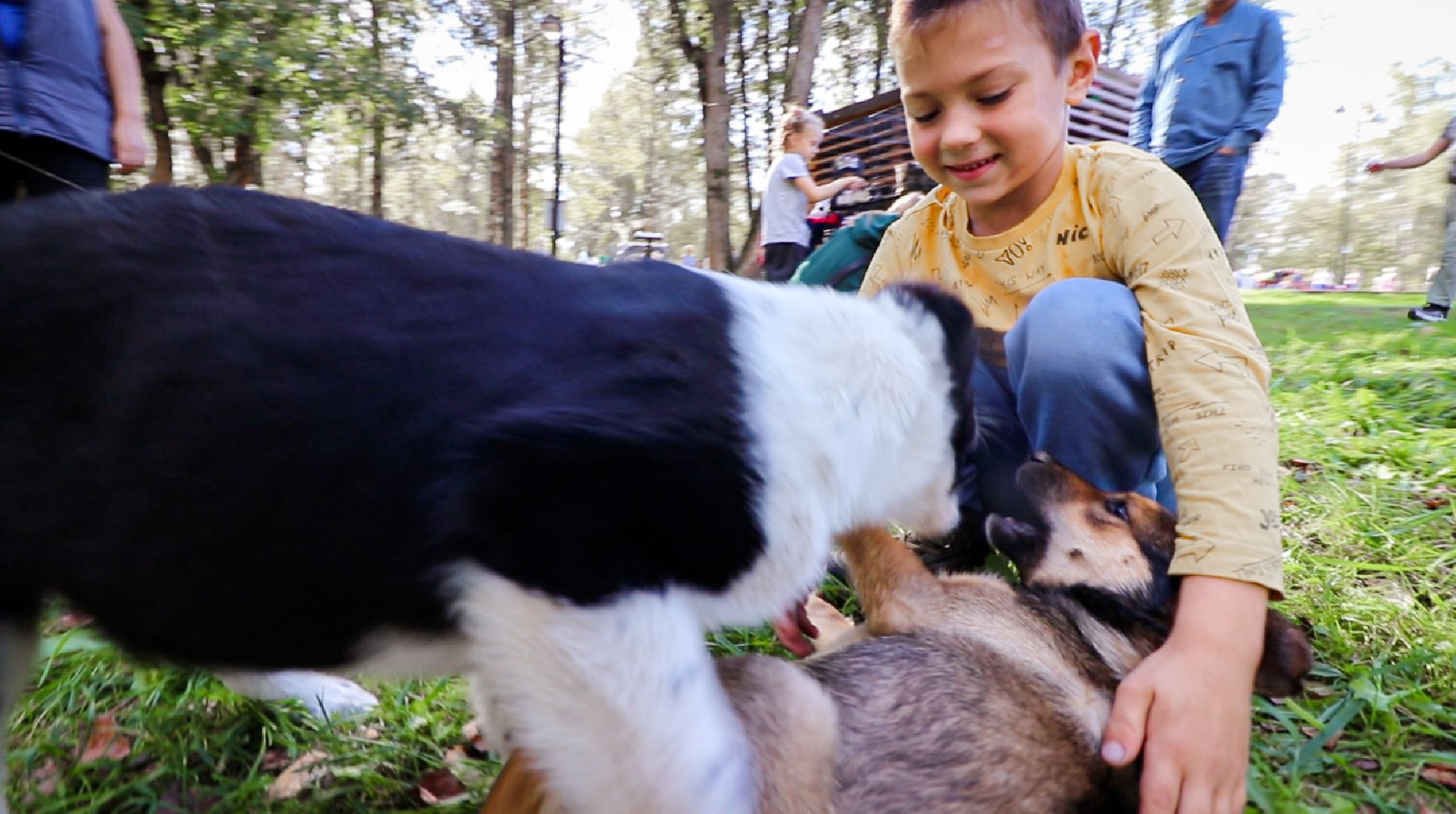 Клин, общество, животные, добрые руки, благотворительная акция,