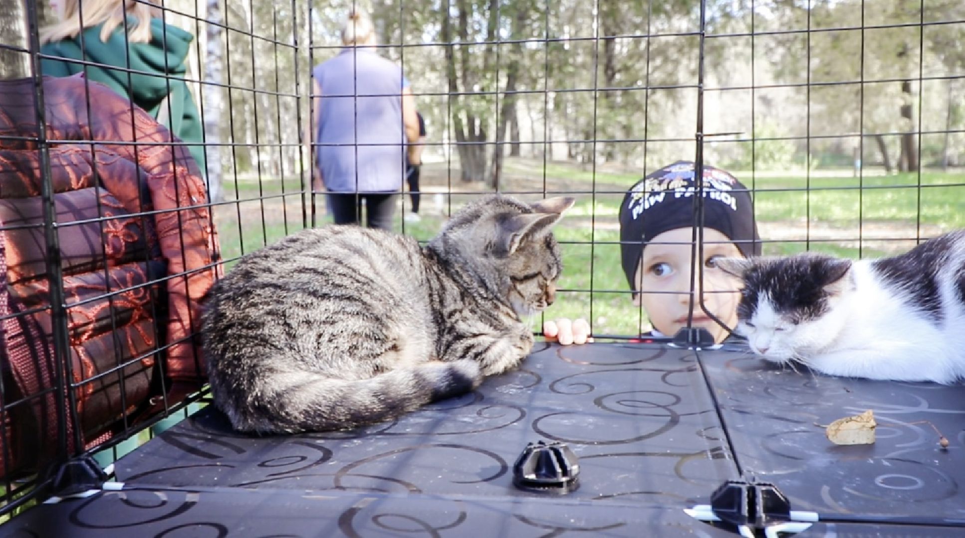 Клин, общество, животные, добрые руки, благотворительная акция,