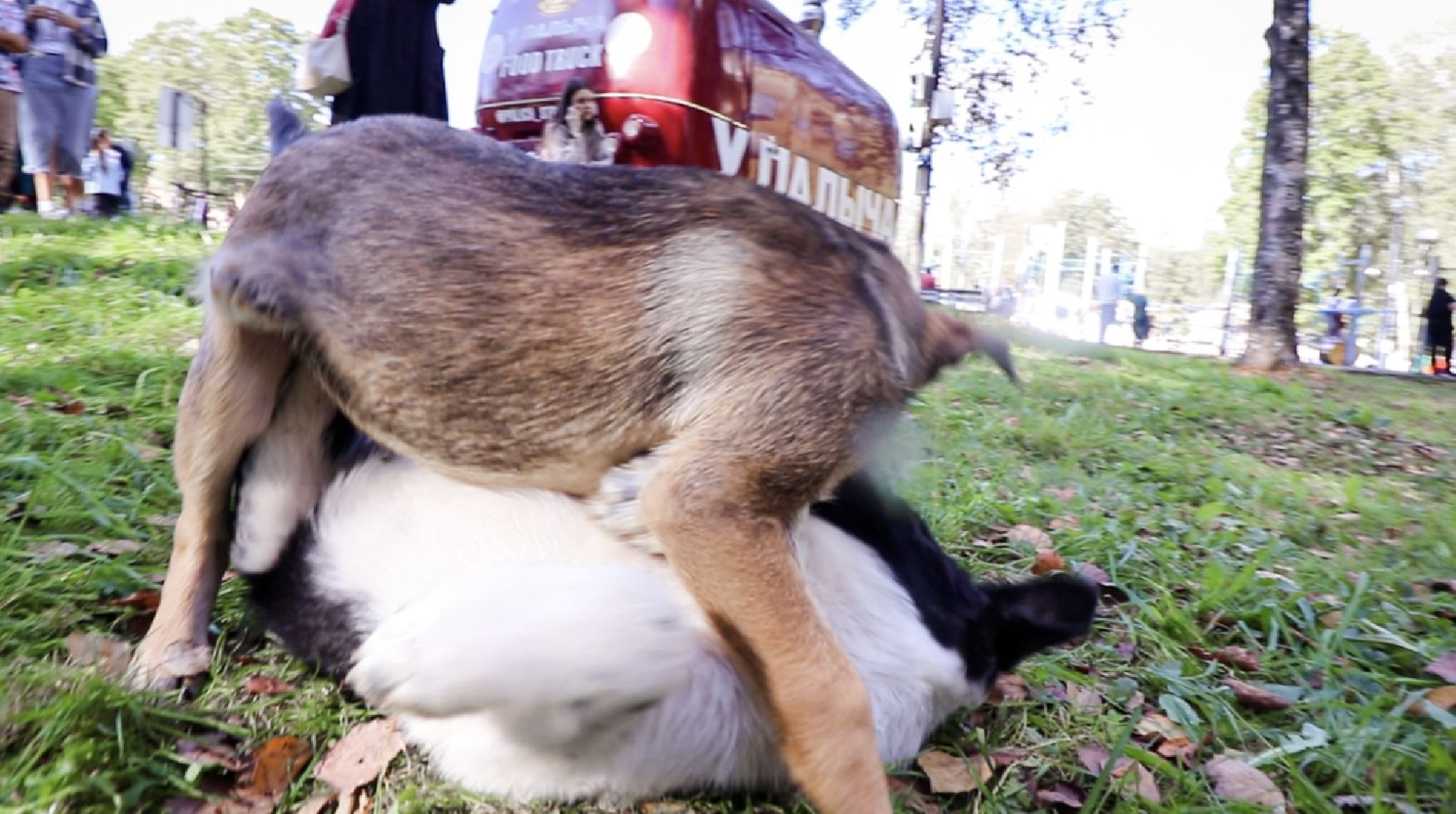 Клин, общество, животные, добрые руки, благотворительная акция,