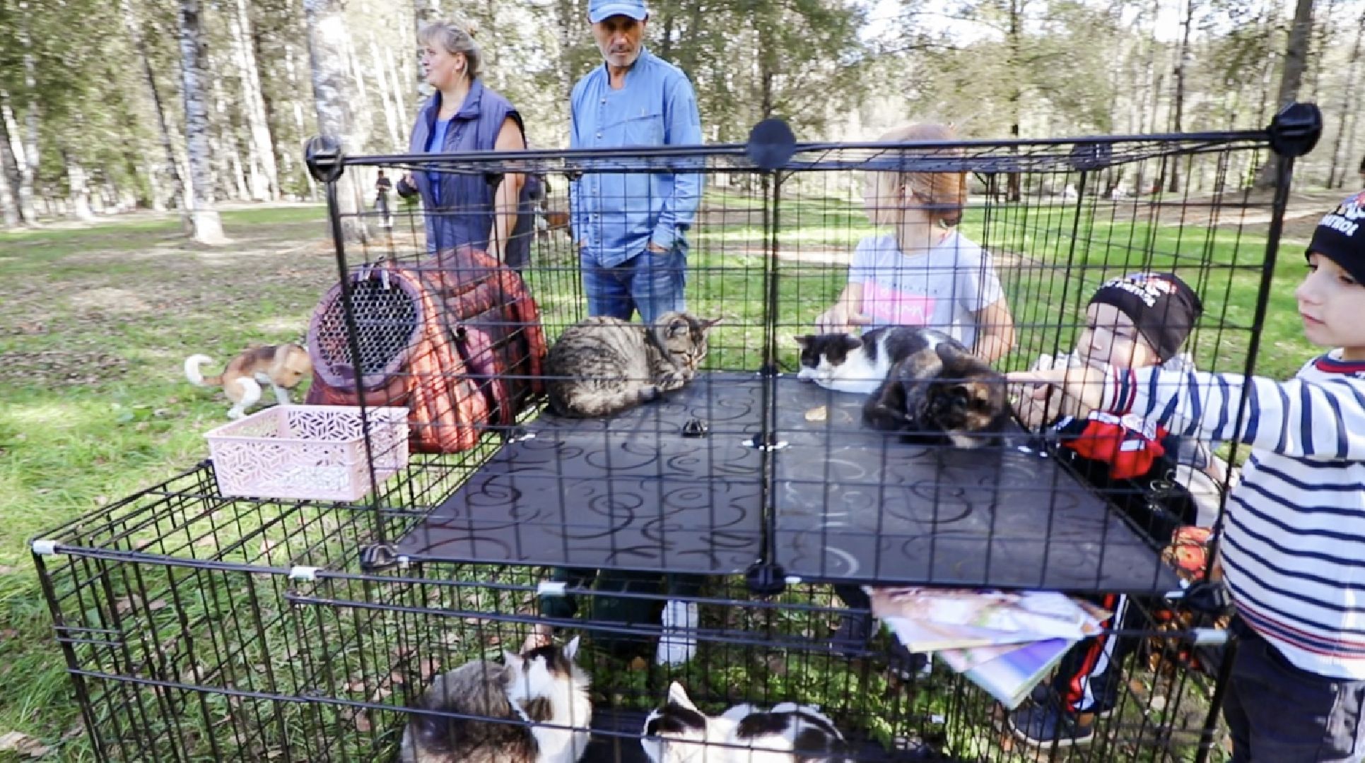 Клин, общество, животные, добрые руки, благотворительная акция,