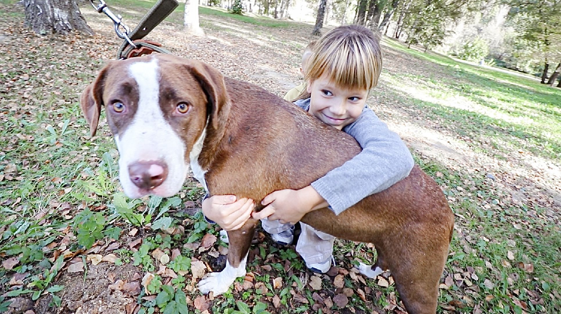 Клин, общество, животные, добрые руки, благотворительная акция,