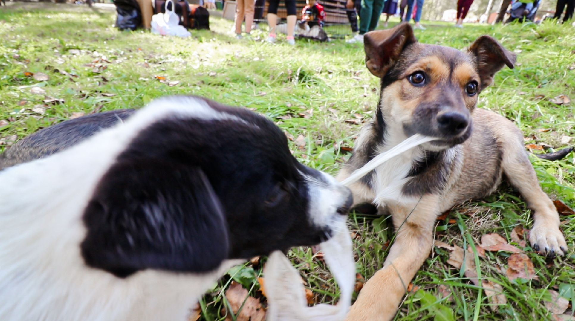 Клин, общество, животные, добрые руки, благотворительная акция,