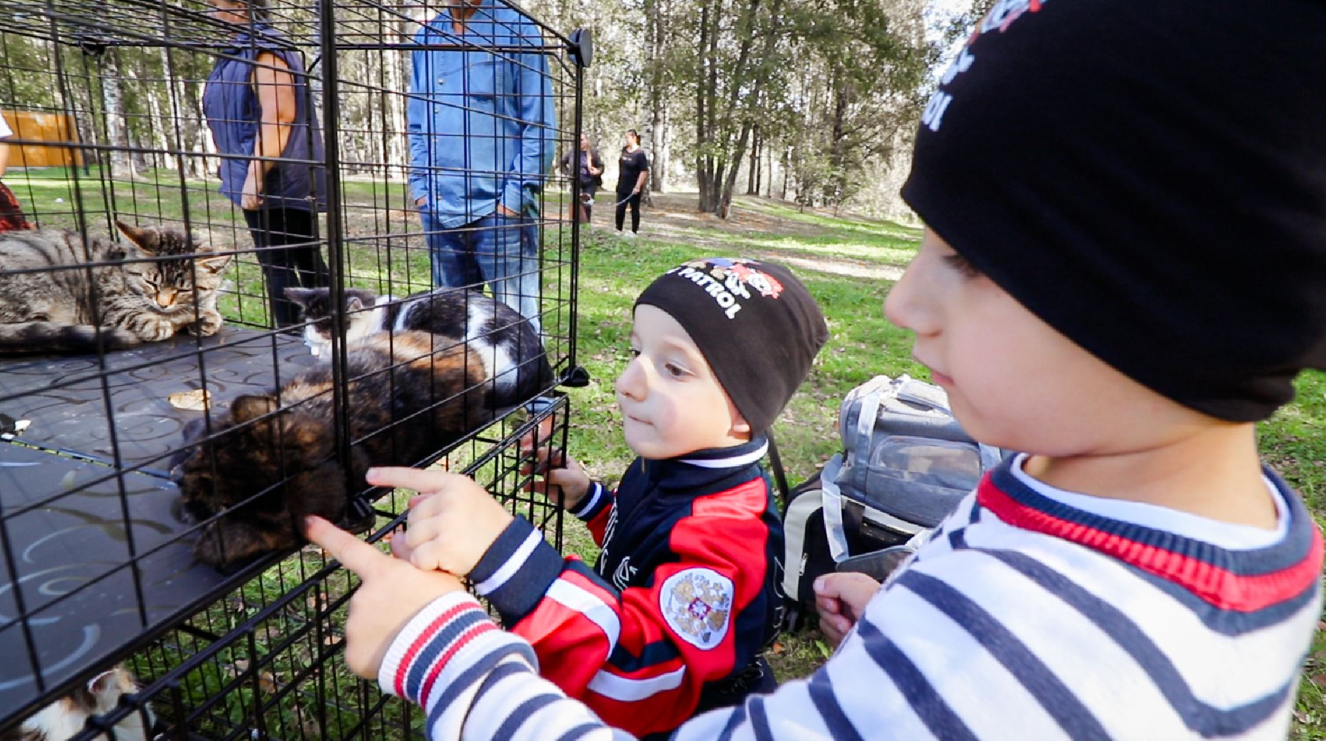 Клин, общество, животные, добрые руки, благотворительная акция,