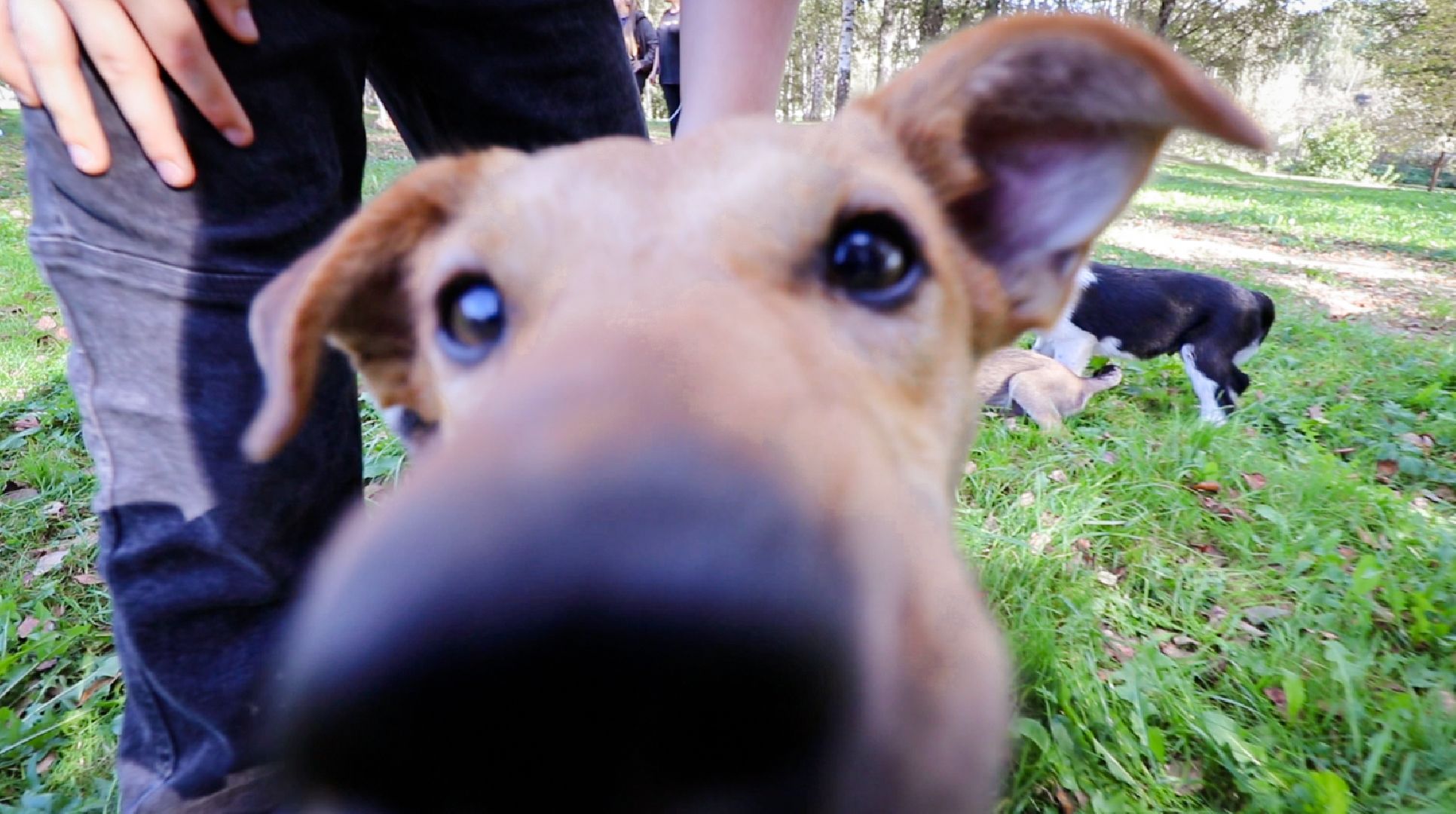 Клин, общество, животные, добрые руки, благотворительная акция,