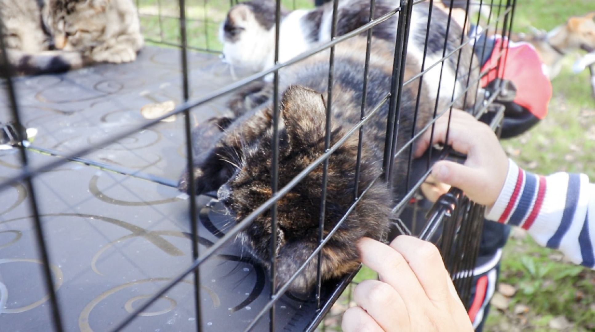 Клин, общество, животные, добрые руки, благотворительная акция,