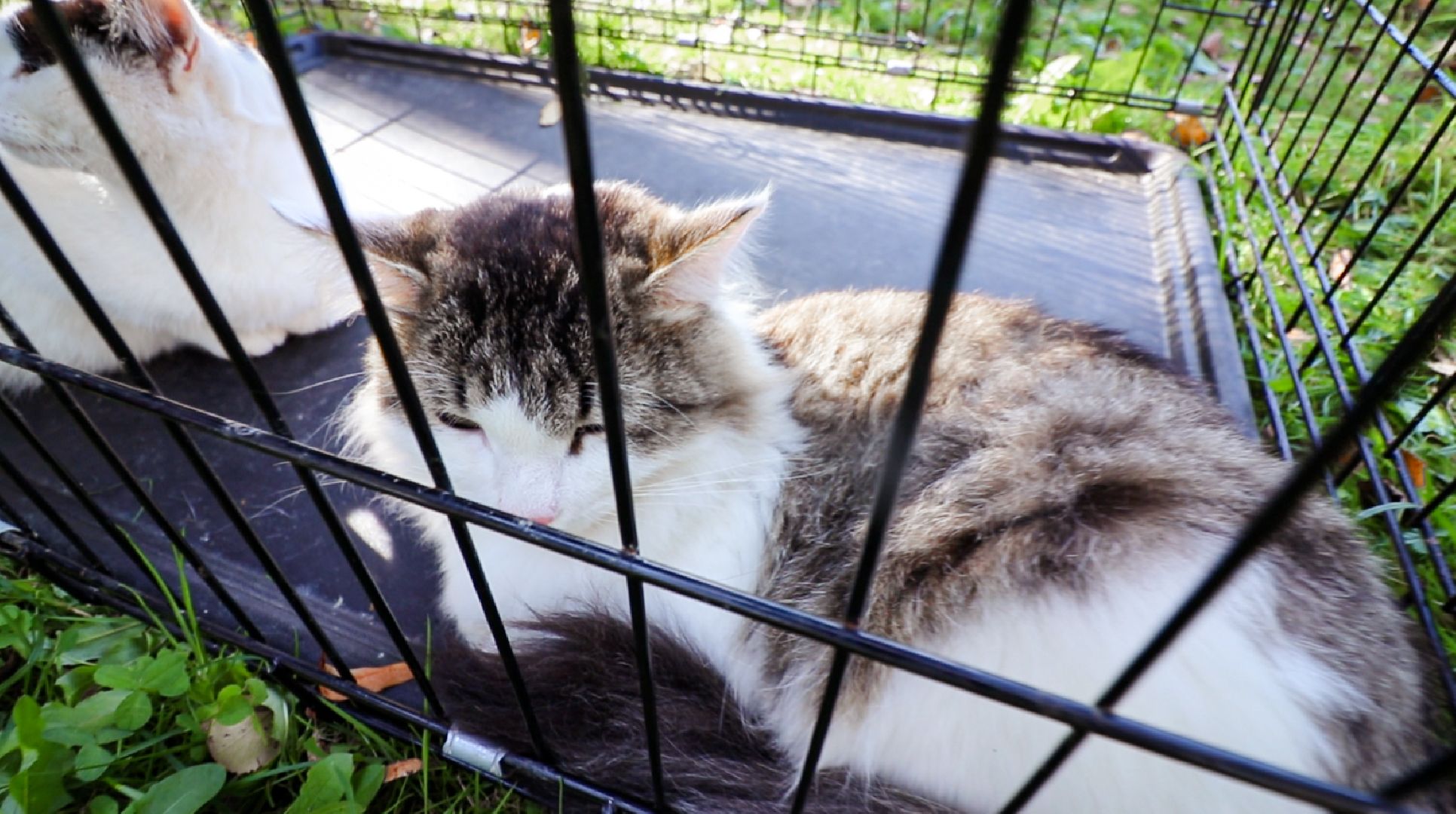 Клин, общество, животные, добрые руки, благотворительная акция,