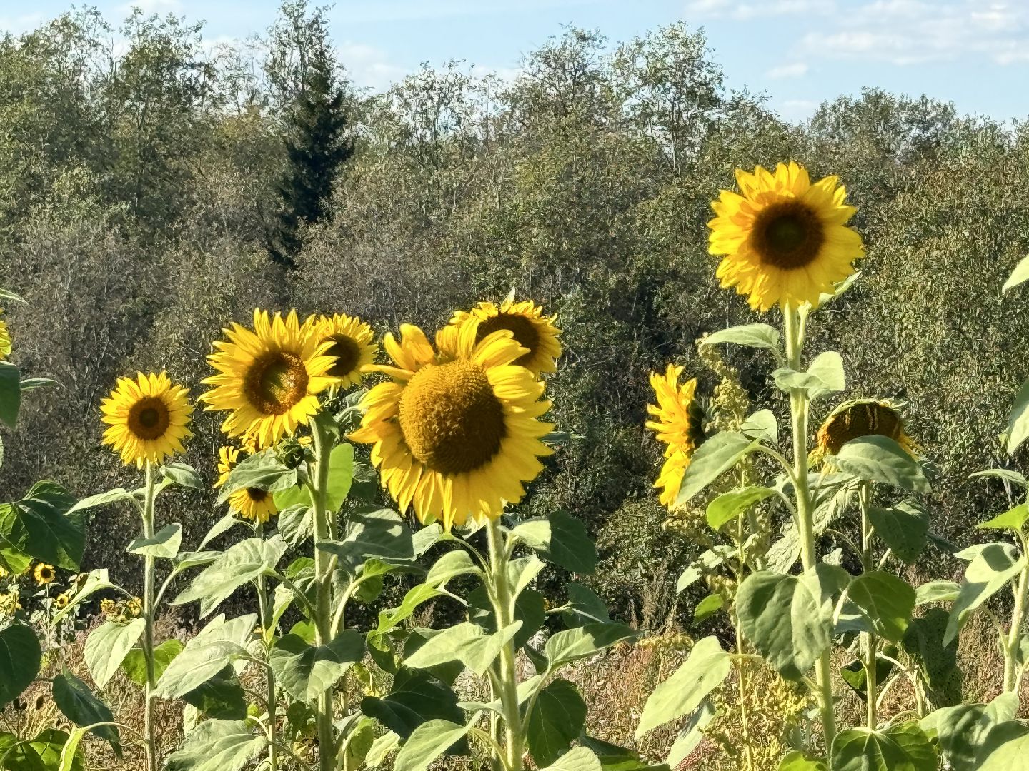 шаховская, мёд, пасека,