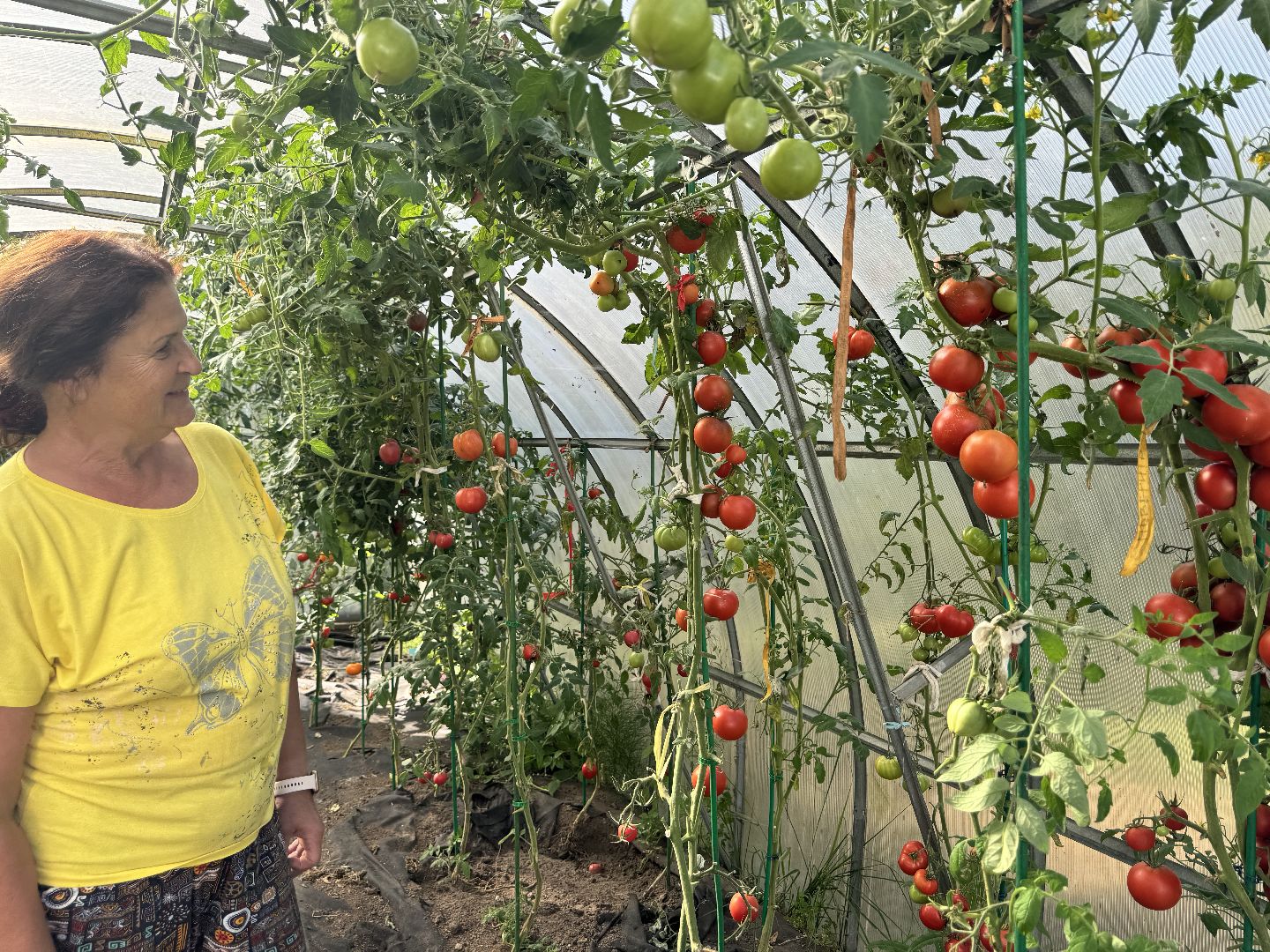 шаховская, мёд, пасека,