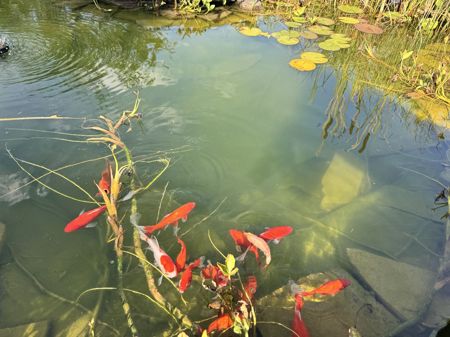 шаховская, мёд, пасека,