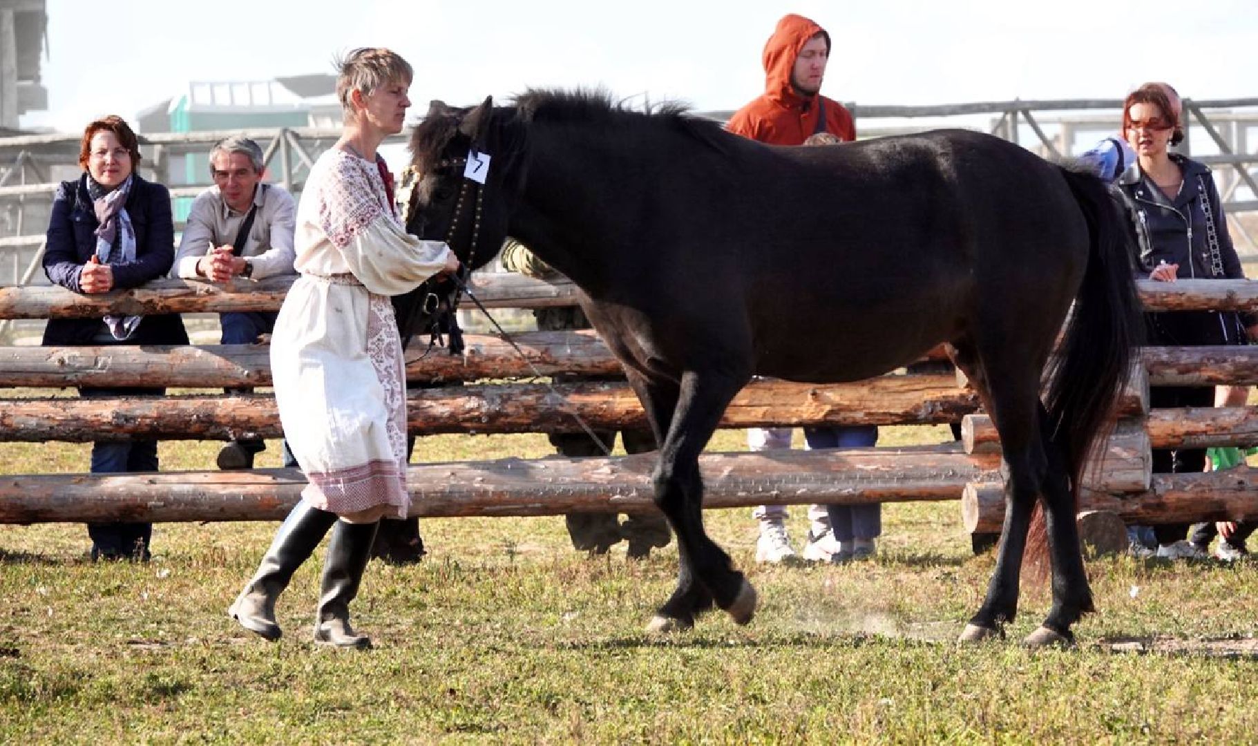 Мезенская лошадь, Животные, Культура, Сельское хозяйство, Сергиев Посад,