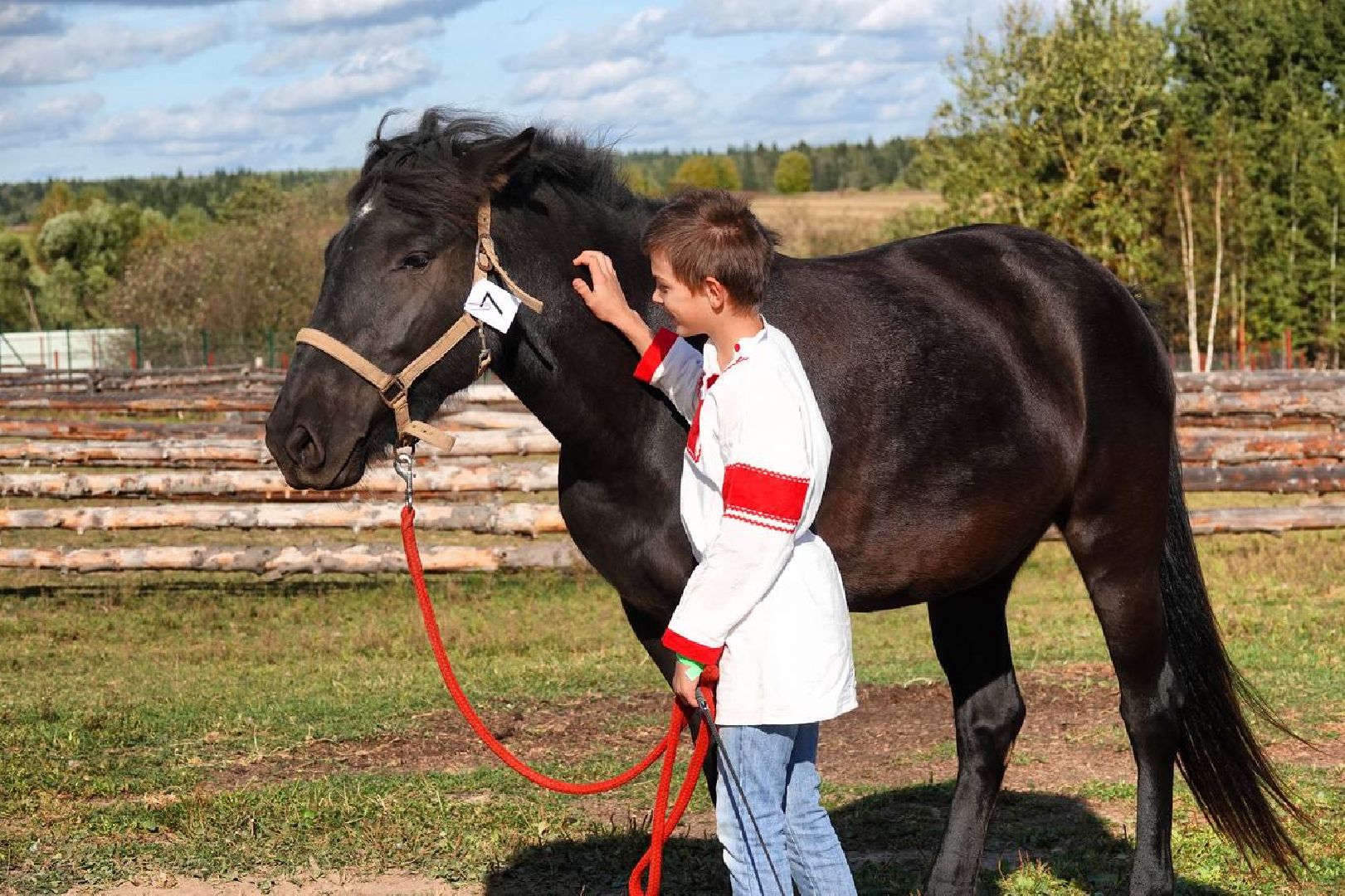 Мезенская лошадь, Животные, Культура, Сельское хозяйство, Сергиев Посад,