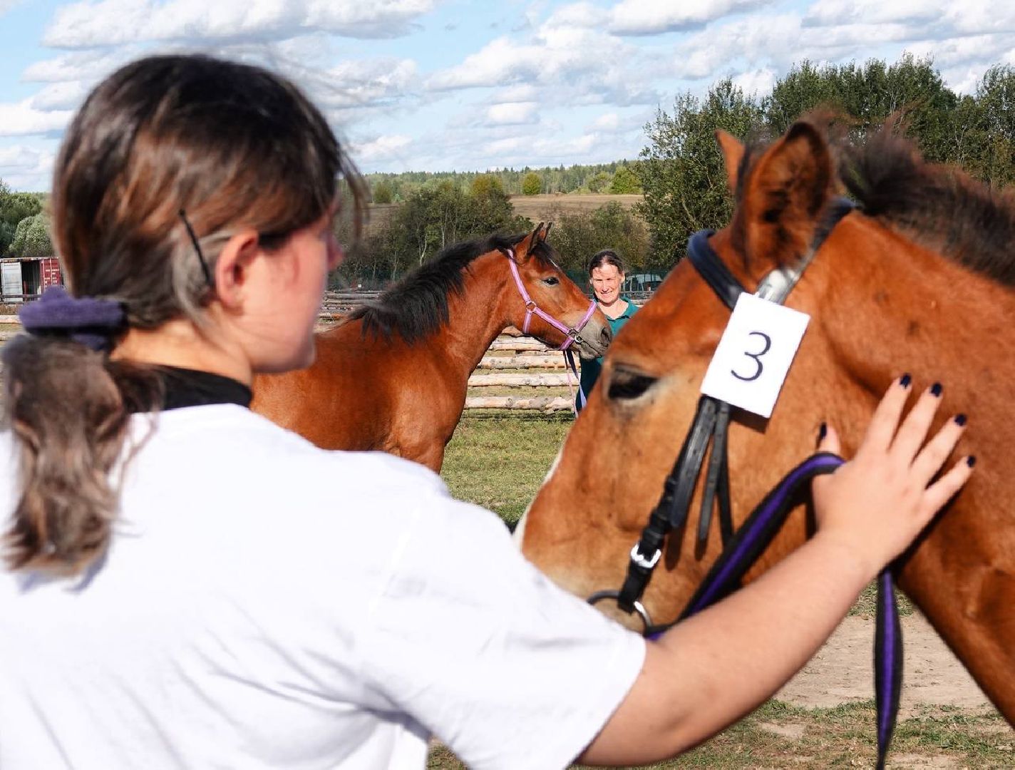 Мезенская лошадь, Животные, Культура, Сельское хозяйство, Сергиев Посад,