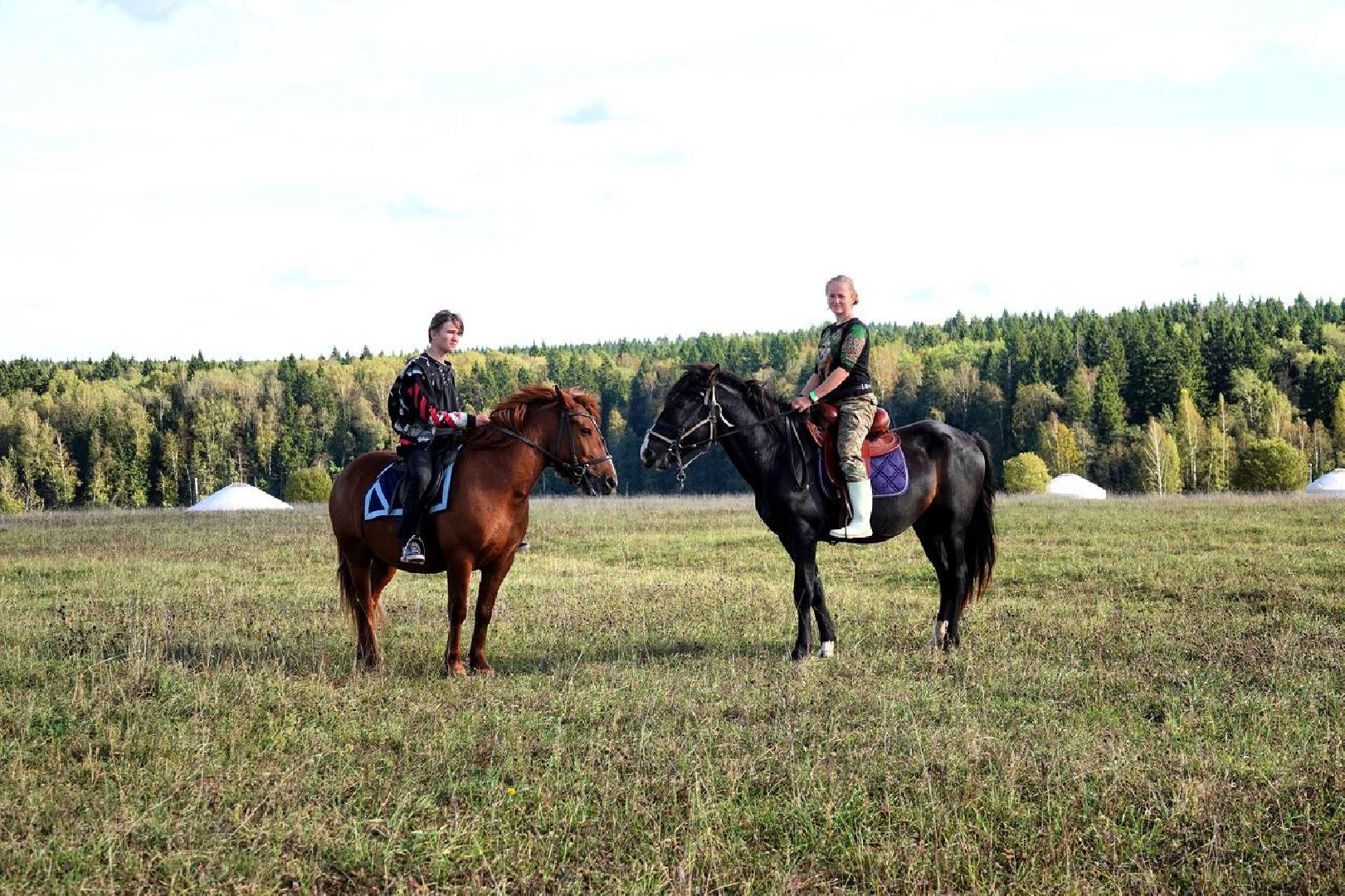 Мезенская лошадь, Животные, Культура, Сельское хозяйство, Сергиев Посад,