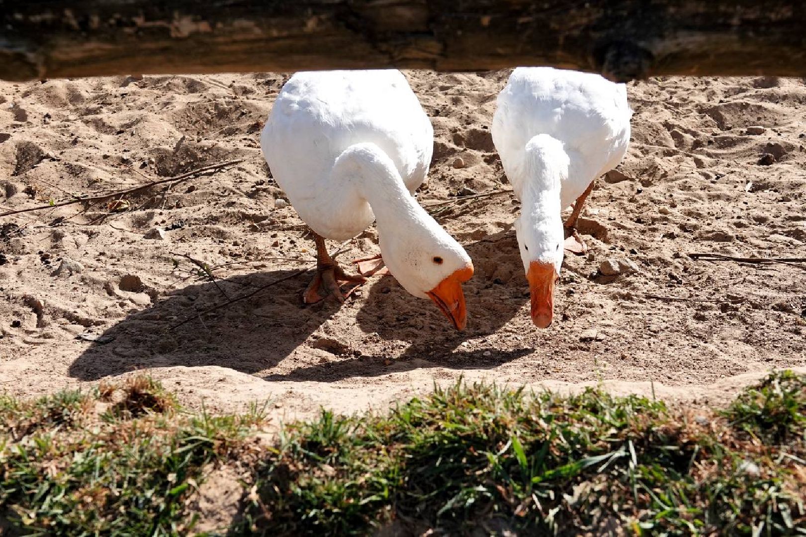 Мезенская лошадь, Животные, Культура, Сельское хозяйство, Сергиев Посад,