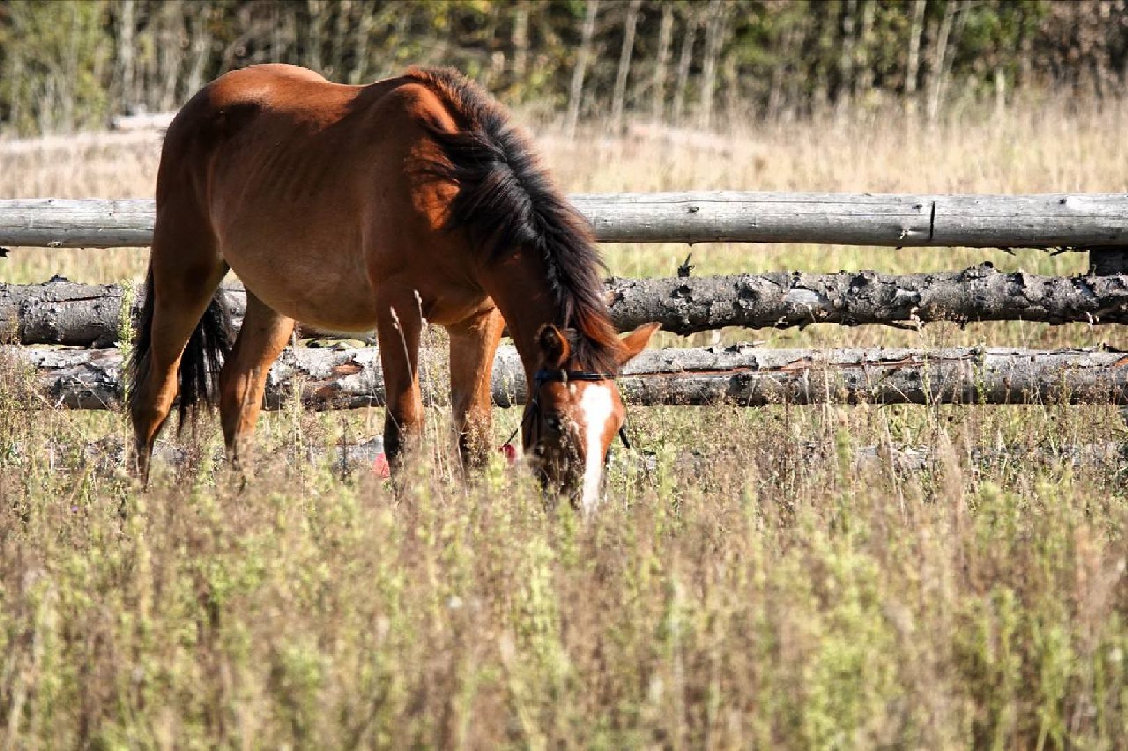 Мезенская лошадь, Животные, Культура, Сельское хозяйство, Сергиев Посад,