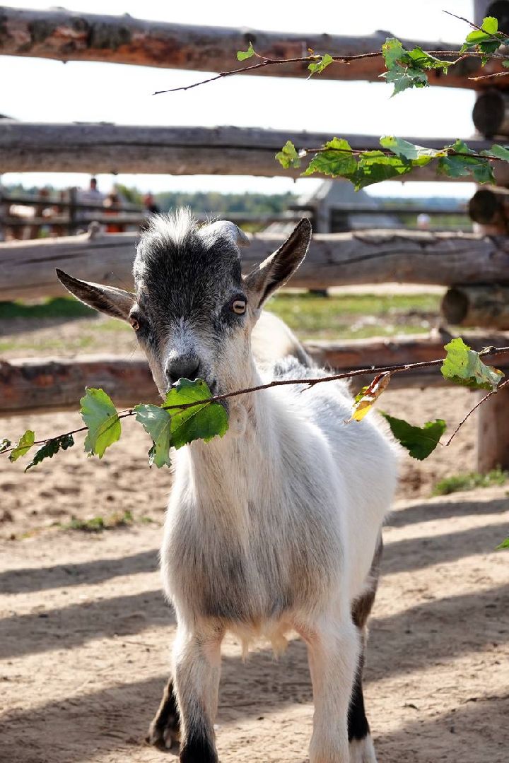 Мезенская лошадь, Животные, Культура, Сельское хозяйство, Сергиев Посад,
