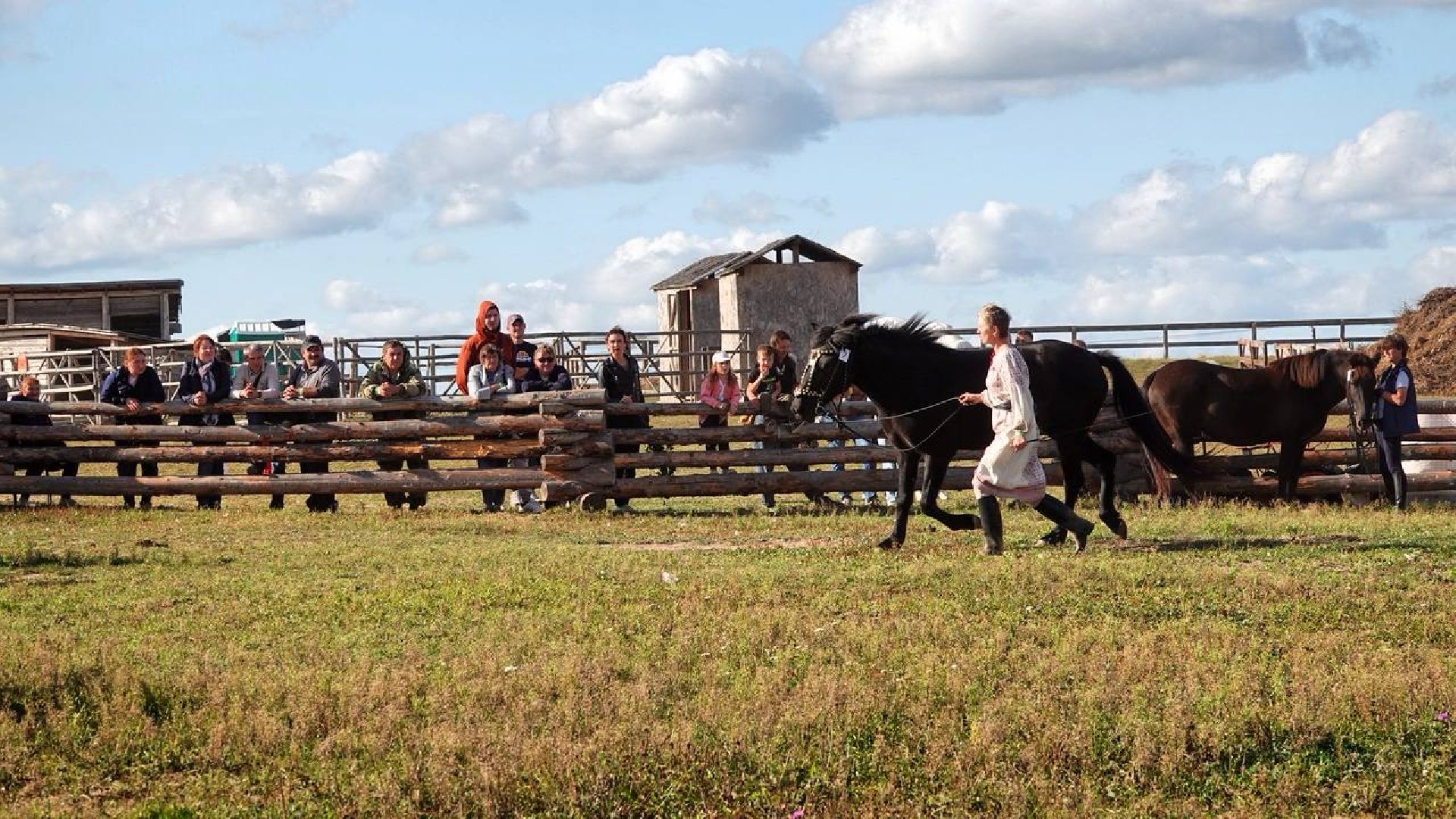 Мезенская лошадь, Животные, Культура, Сельское хозяйство, Сергиев Посад,
