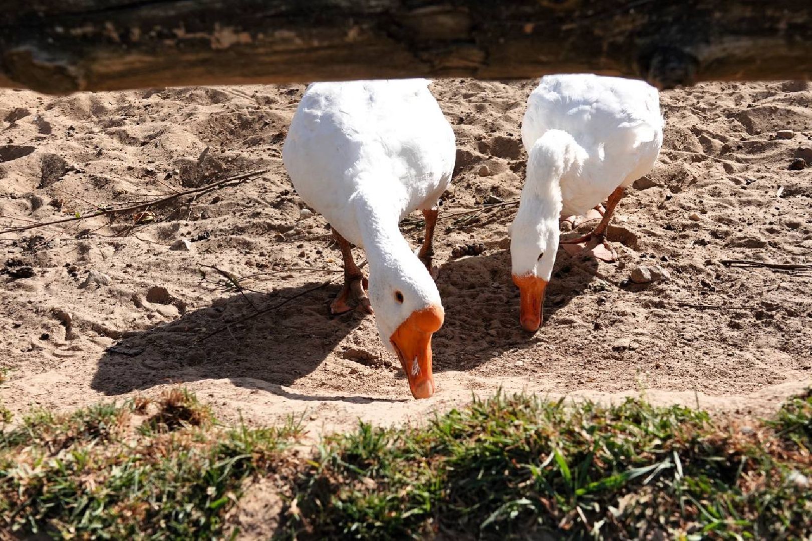 Мезенская лошадь, Животные, Культура, Сельское хозяйство, Сергиев Посад,