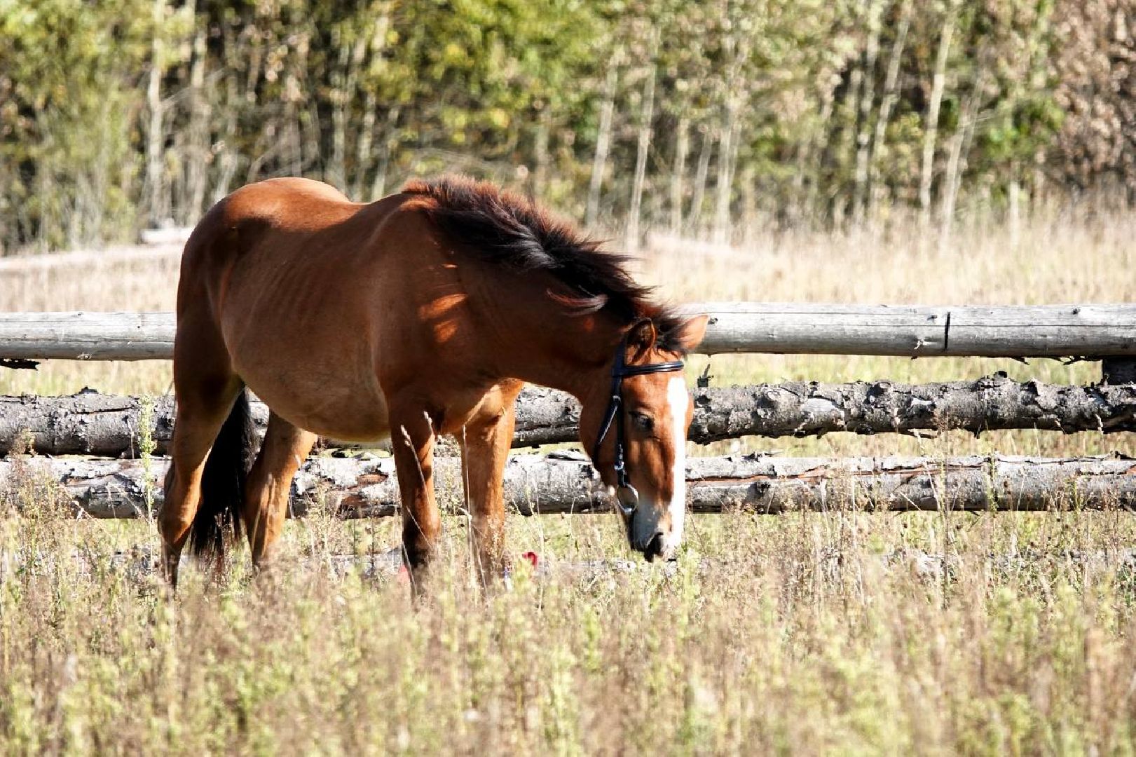 Мезенская лошадь, Животные, Культура, Сельское хозяйство, Сергиев Посад,