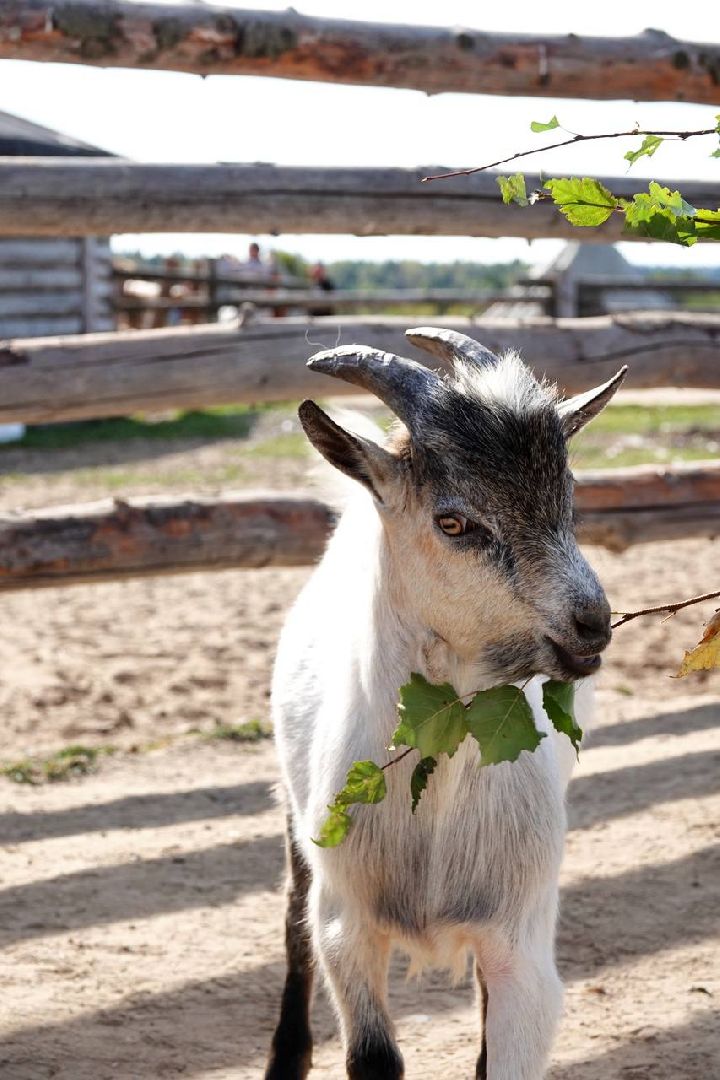 Мезенская лошадь, Животные, Культура, Сельское хозяйство, Сергиев Посад,
