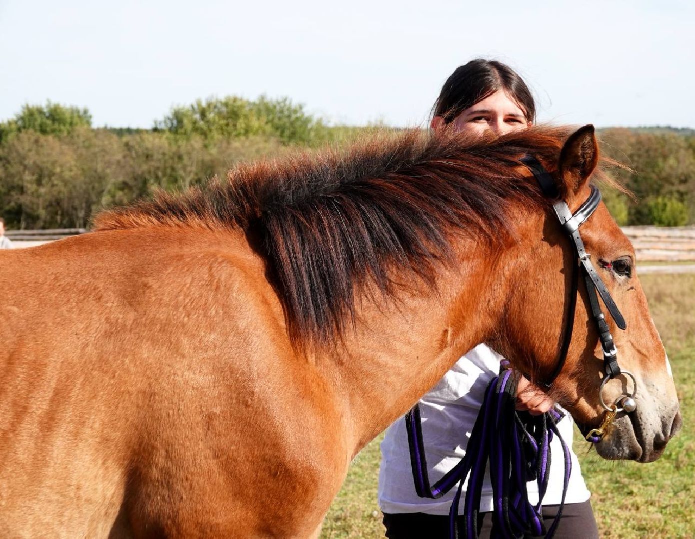 Мезенская лошадь, Животные, Культура, Сельское хозяйство, Сергиев Посад,