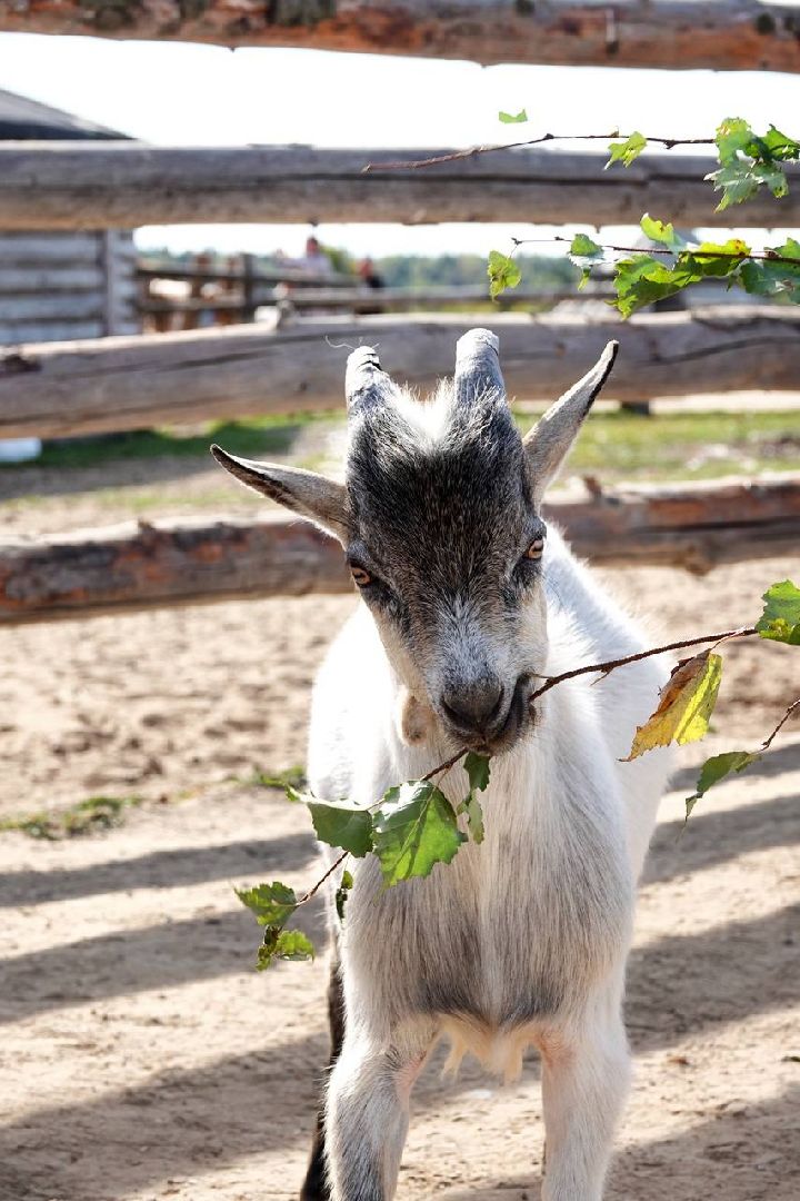 Мезенская лошадь, Животные, Культура, Сельское хозяйство, Сергиев Посад,