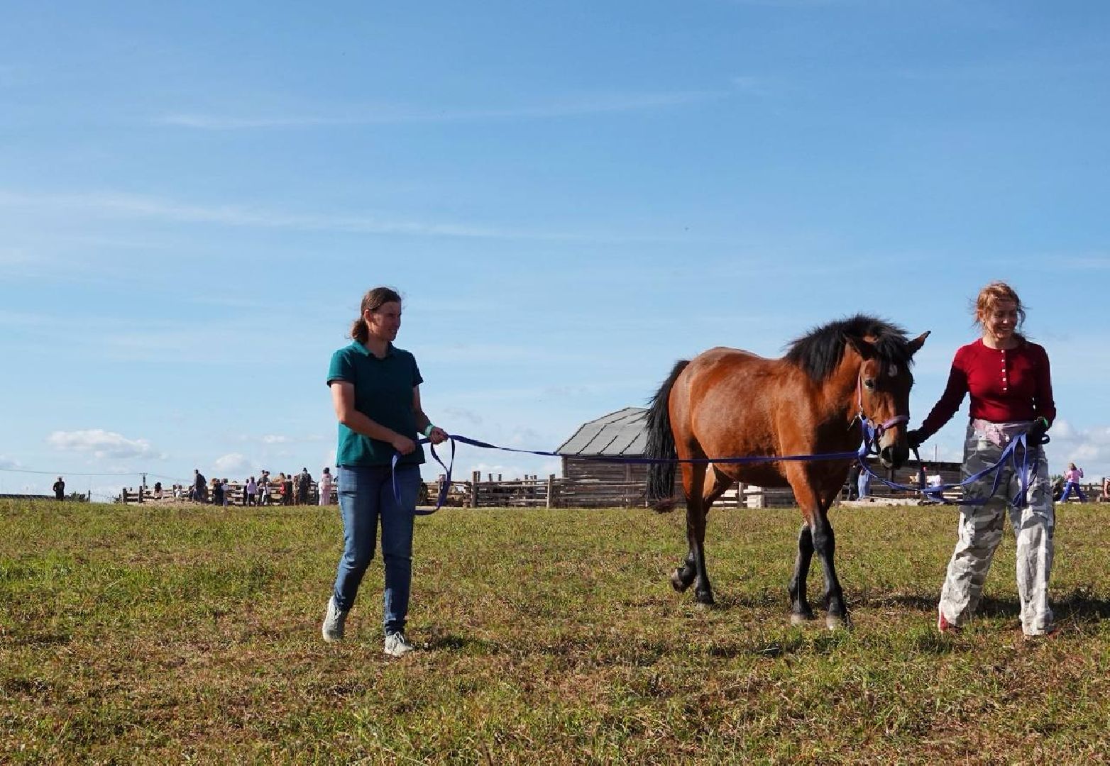 Мезенская лошадь, Животные, Культура, Сельское хозяйство, Сергиев Посад,