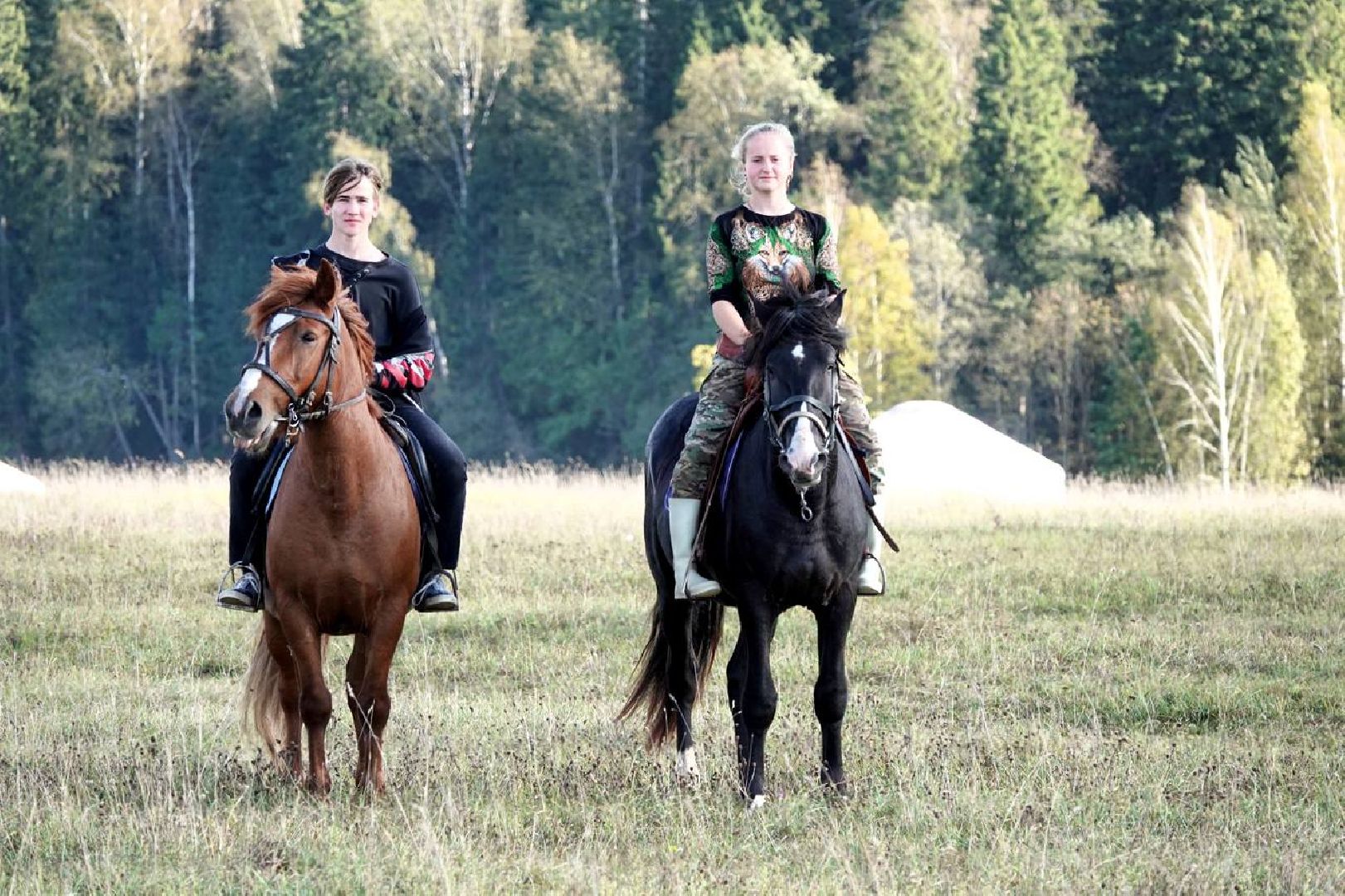 Мезенская лошадь, Животные, Культура, Сельское хозяйство, Сергиев Посад,