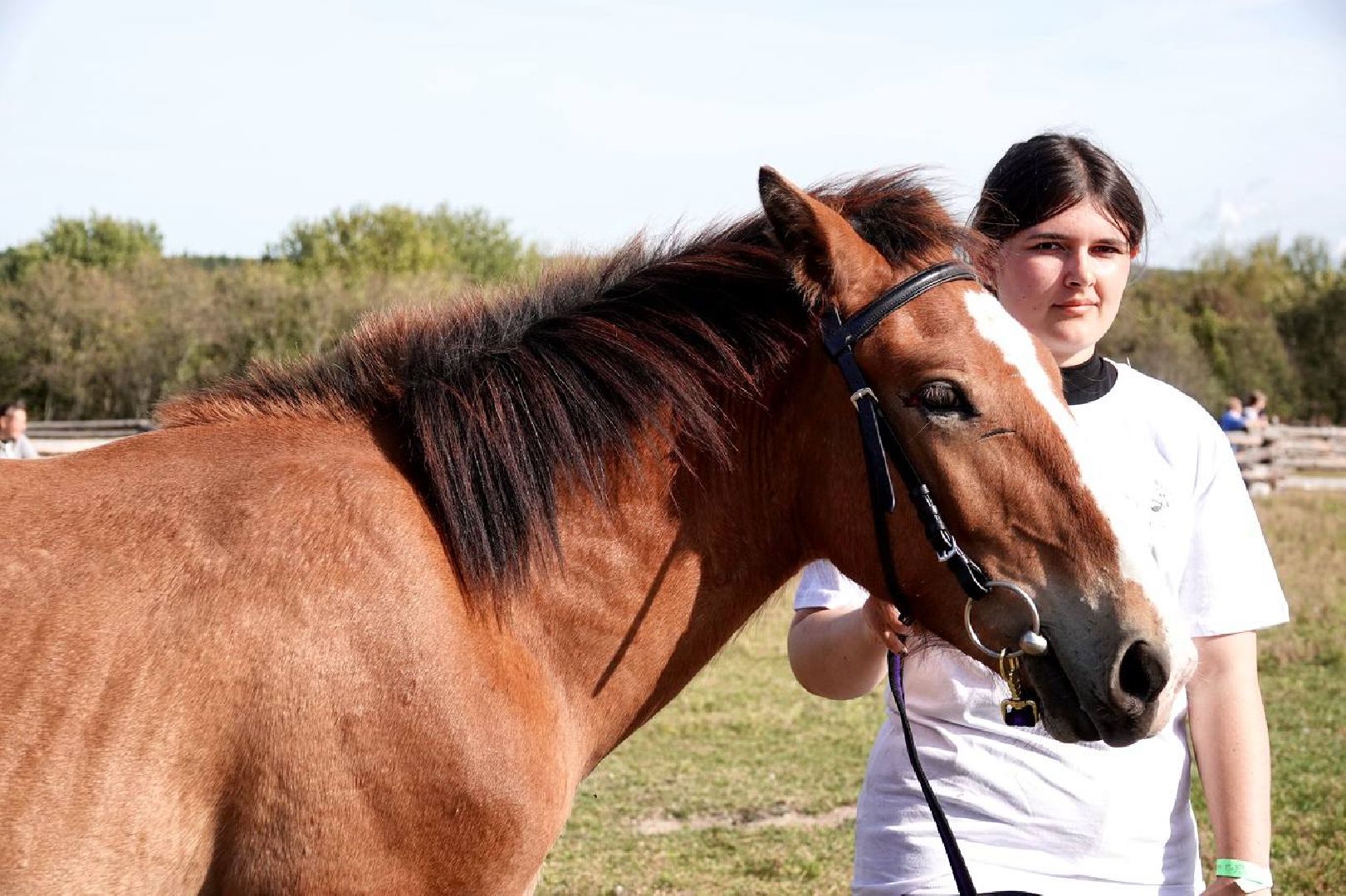 Мезенская лошадь, Животные, Культура, Сельское хозяйство, Сергиев Посад,