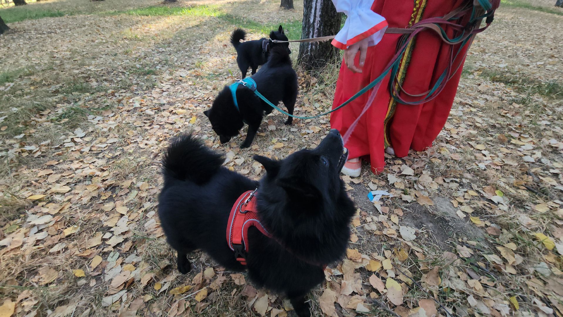 долгопрудный, кинологи, танец с бубном,