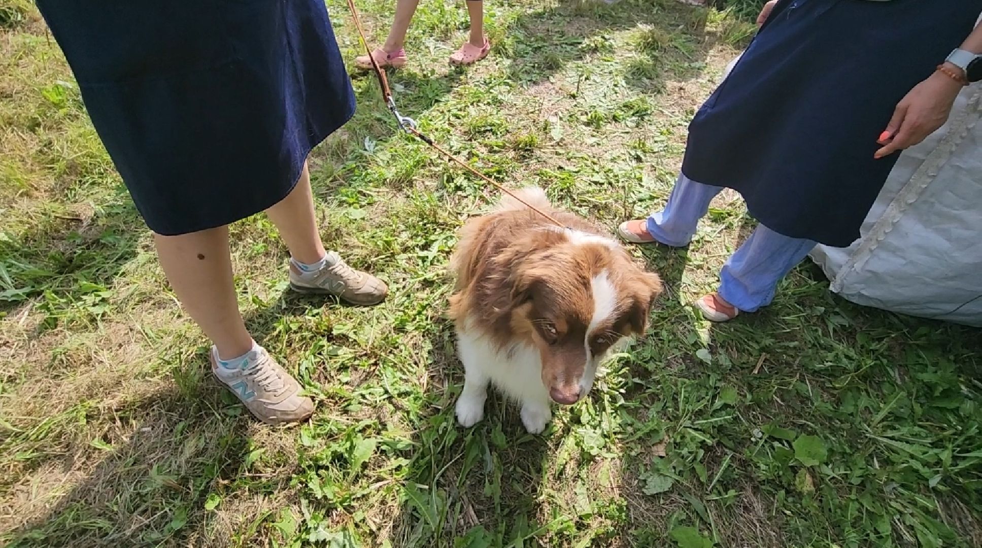 долгопрудный, кинологи, танец с бубном,