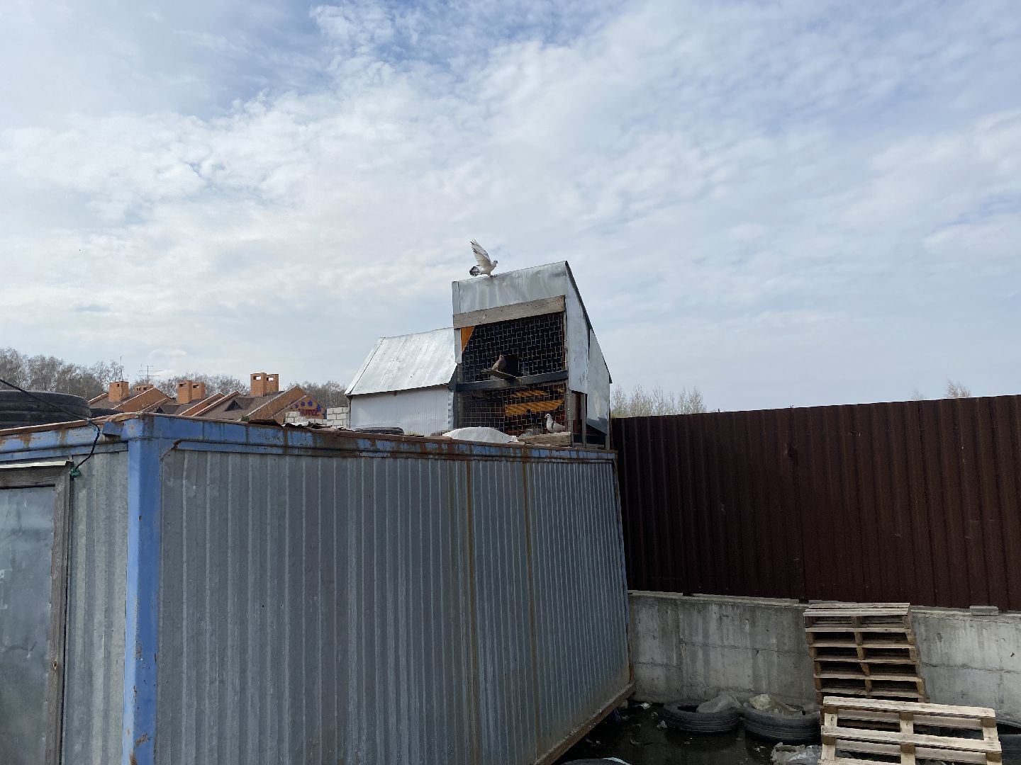 Чехов, голубятня, голуби, житель, магазин