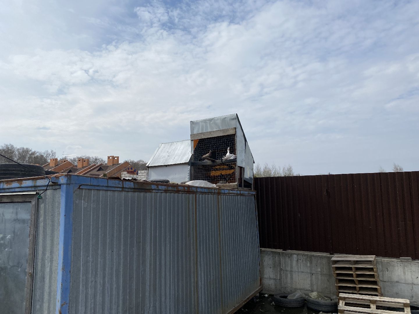 Чехов, голубятня, голуби, житель, магазин