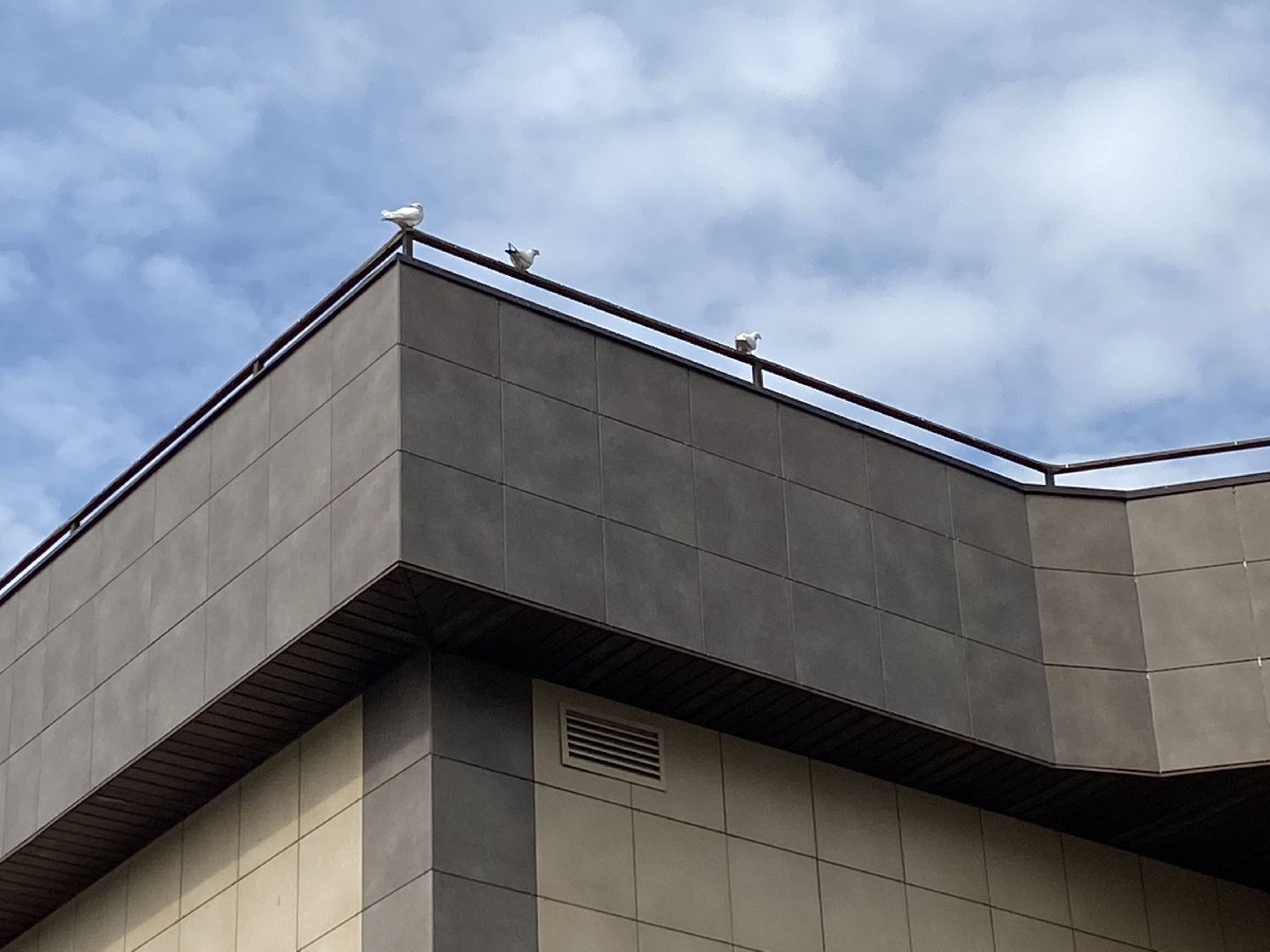 Чехов, голубятня, голуби, житель, магазин