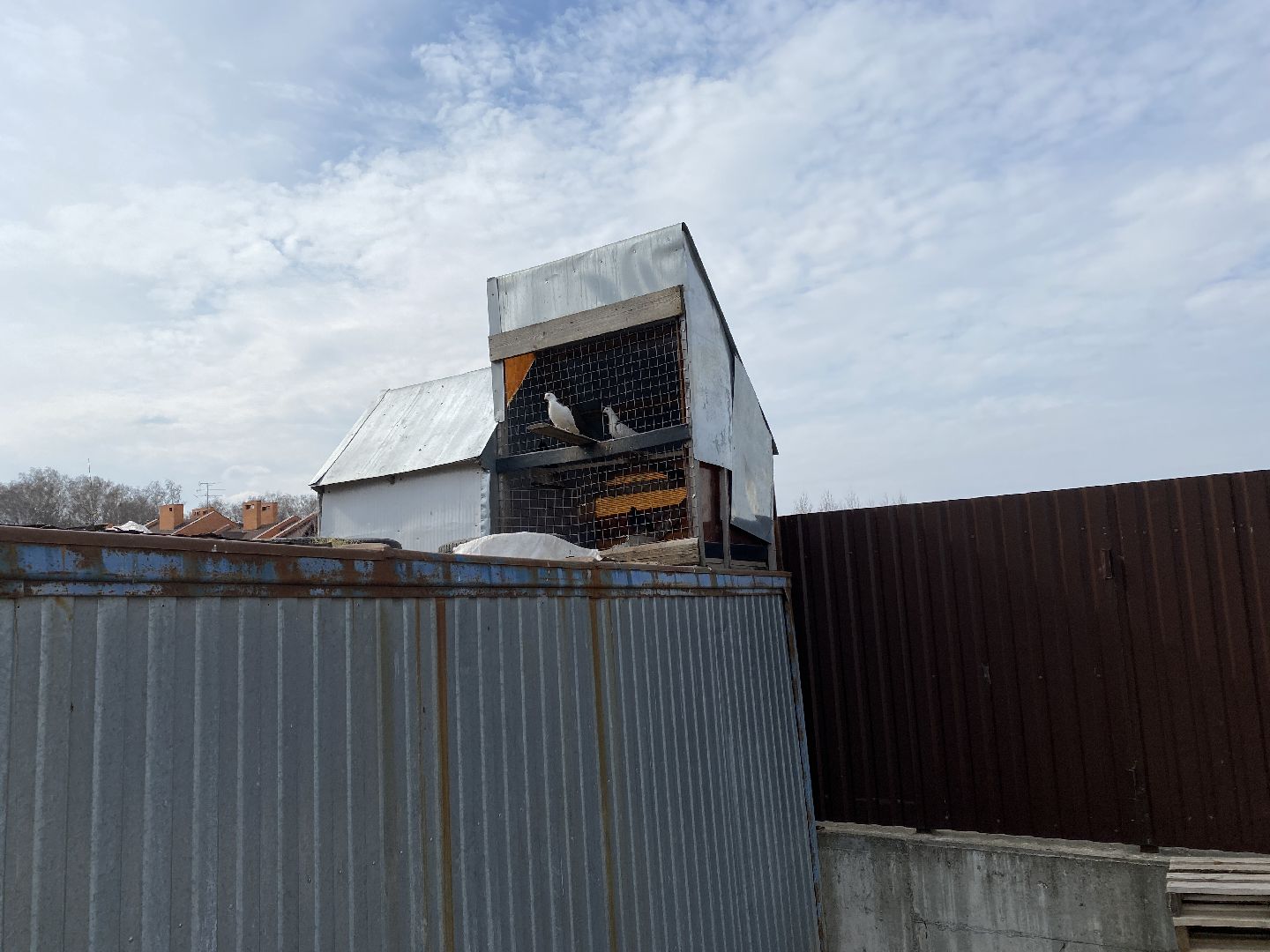 Чехов, голубятня, голуби, житель, магазин