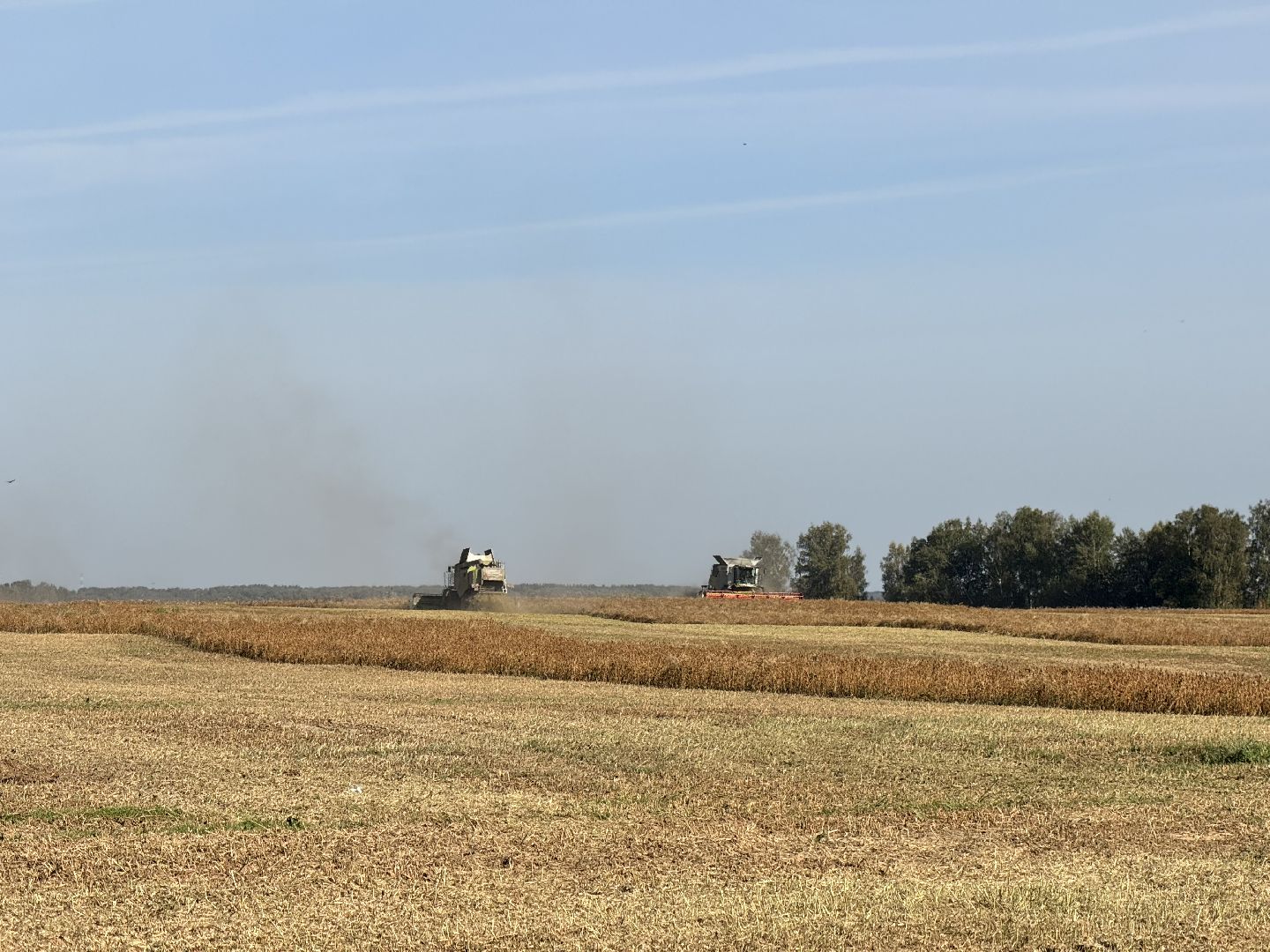шаховская, уборка урожая, соя, рапс,