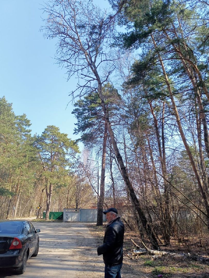 опил, весна, Протвино, рубеж обороны, аварийные деревья