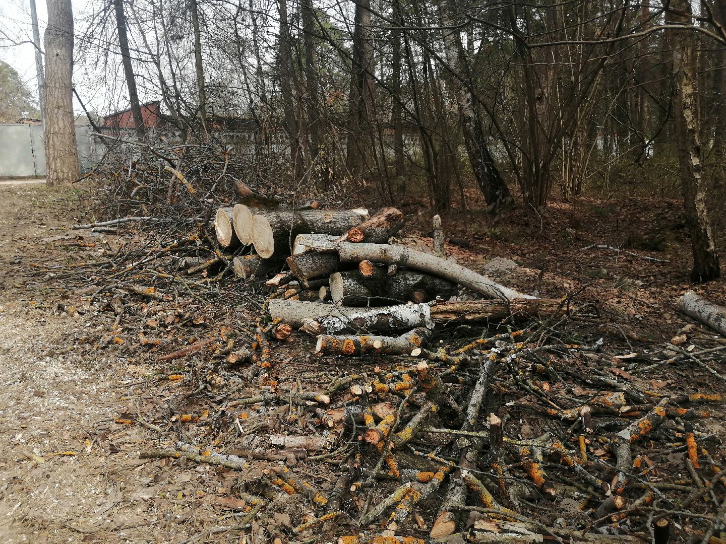 опил, весна, Протвино, рубеж обороны, аварийные деревья