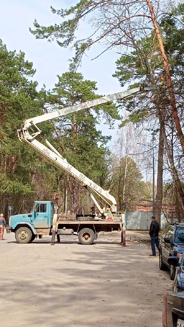 опил, весна, Протвино, рубеж обороны, аварийные деревья