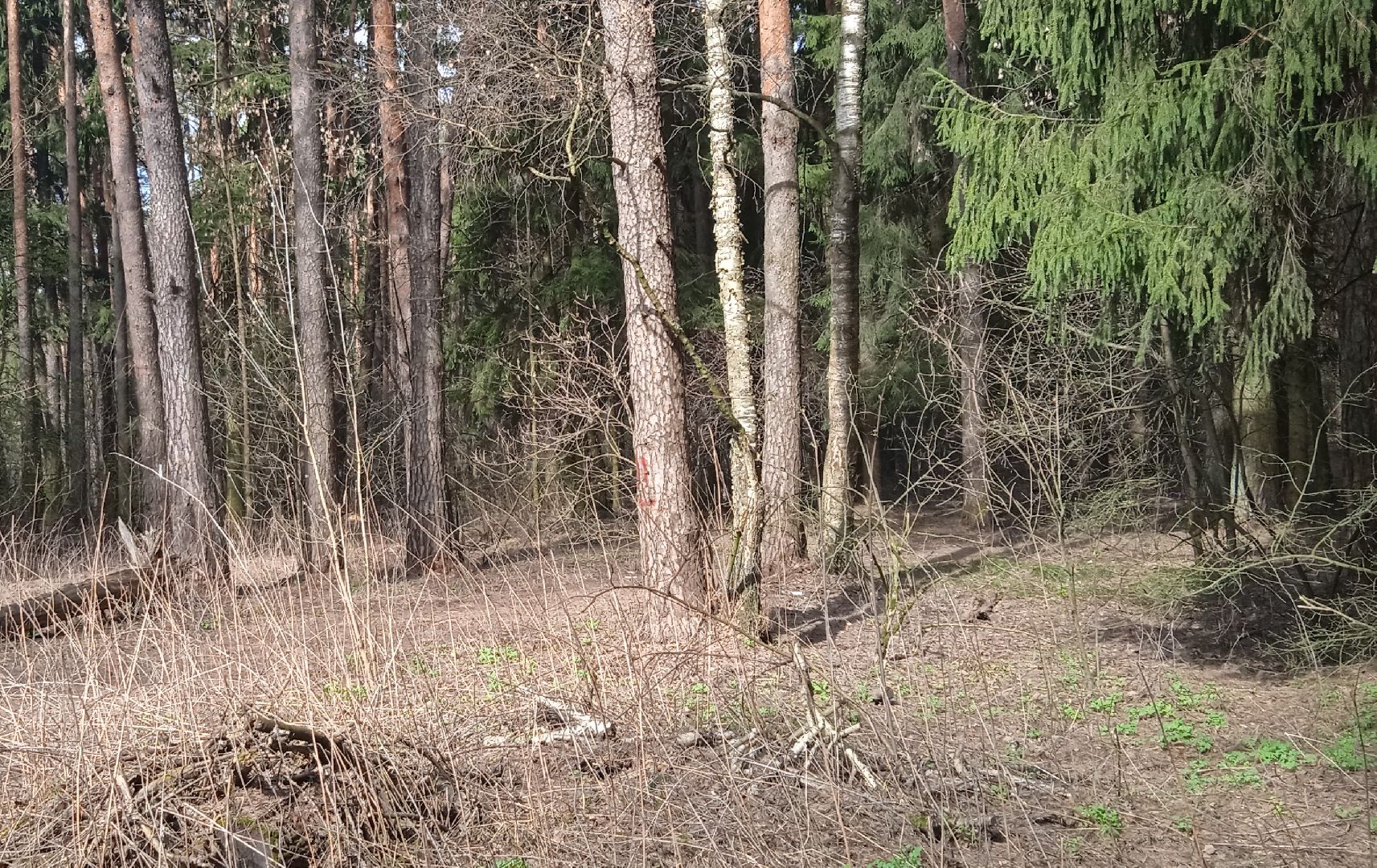 грибы, Цаговский, лес, строчки