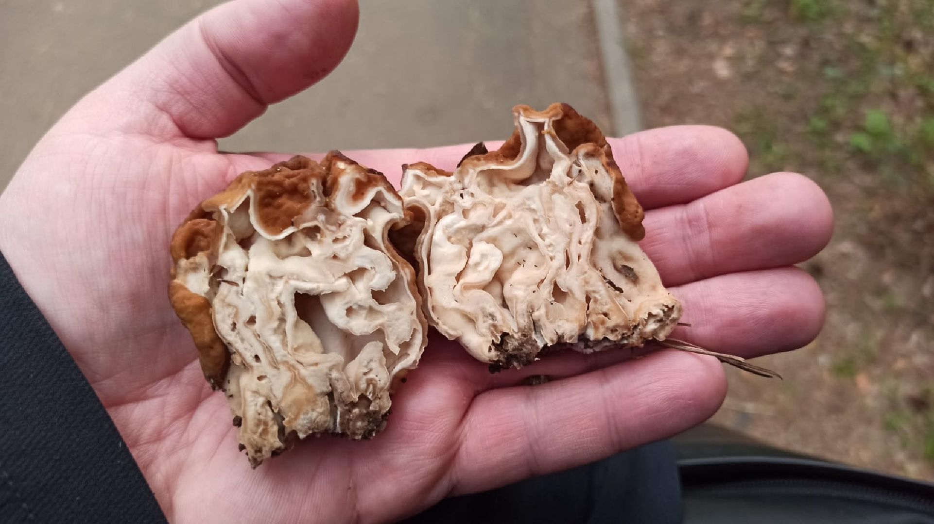 грибы, Цаговский, лес, строчки