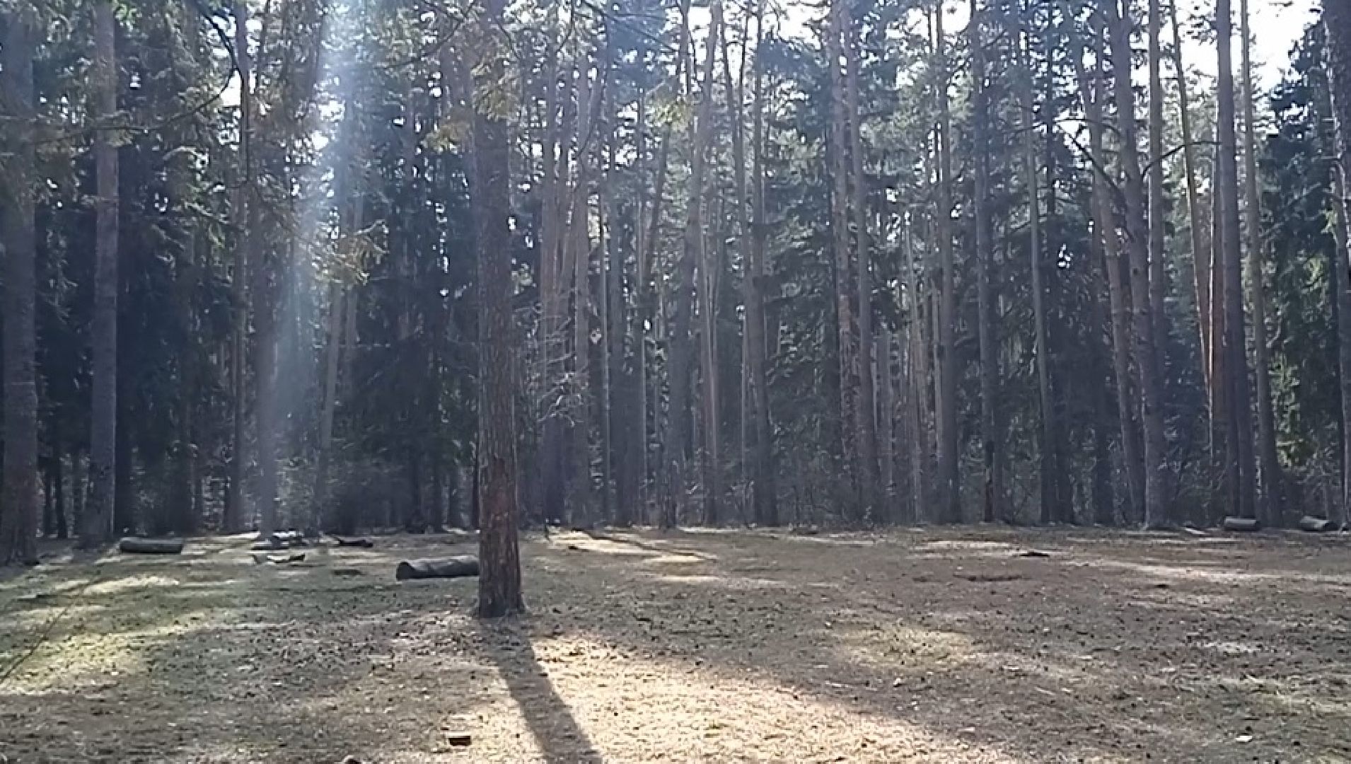 грибы, Цаговский, лес, строчки