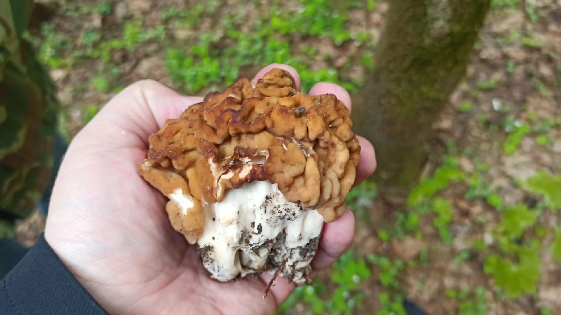 грибы, Цаговский, лес, строчки