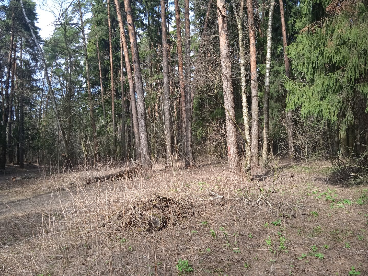 грибы, Цаговский, лес, строчки