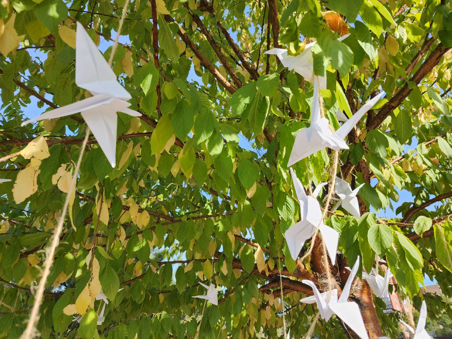 парки подмосковья, Парк 30-летия Победы в Орехово-Зуеве, орехово зуево,