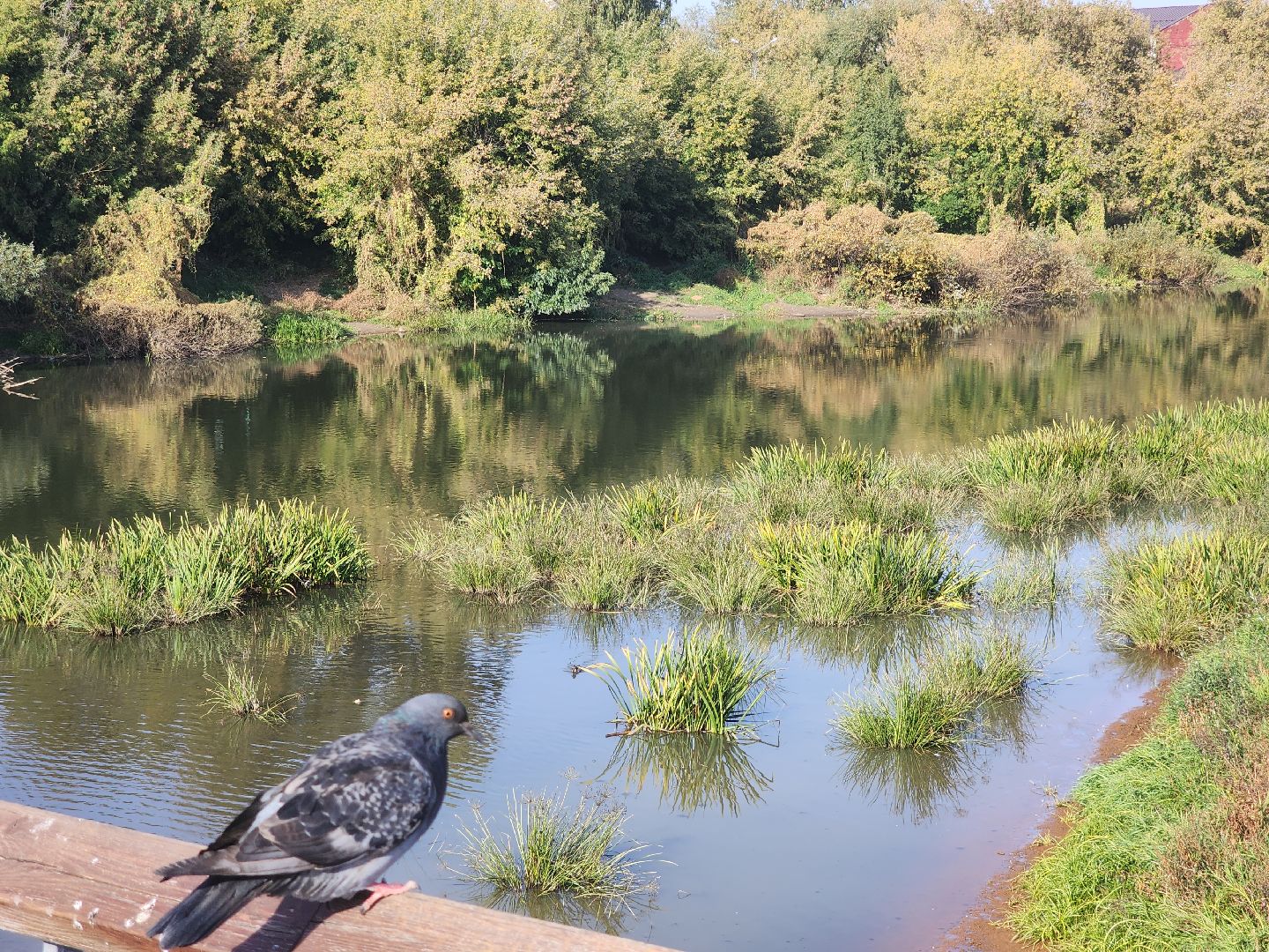парки подмосковья, Парк 30-летия Победы в Орехово-Зуеве, орехово зуево,