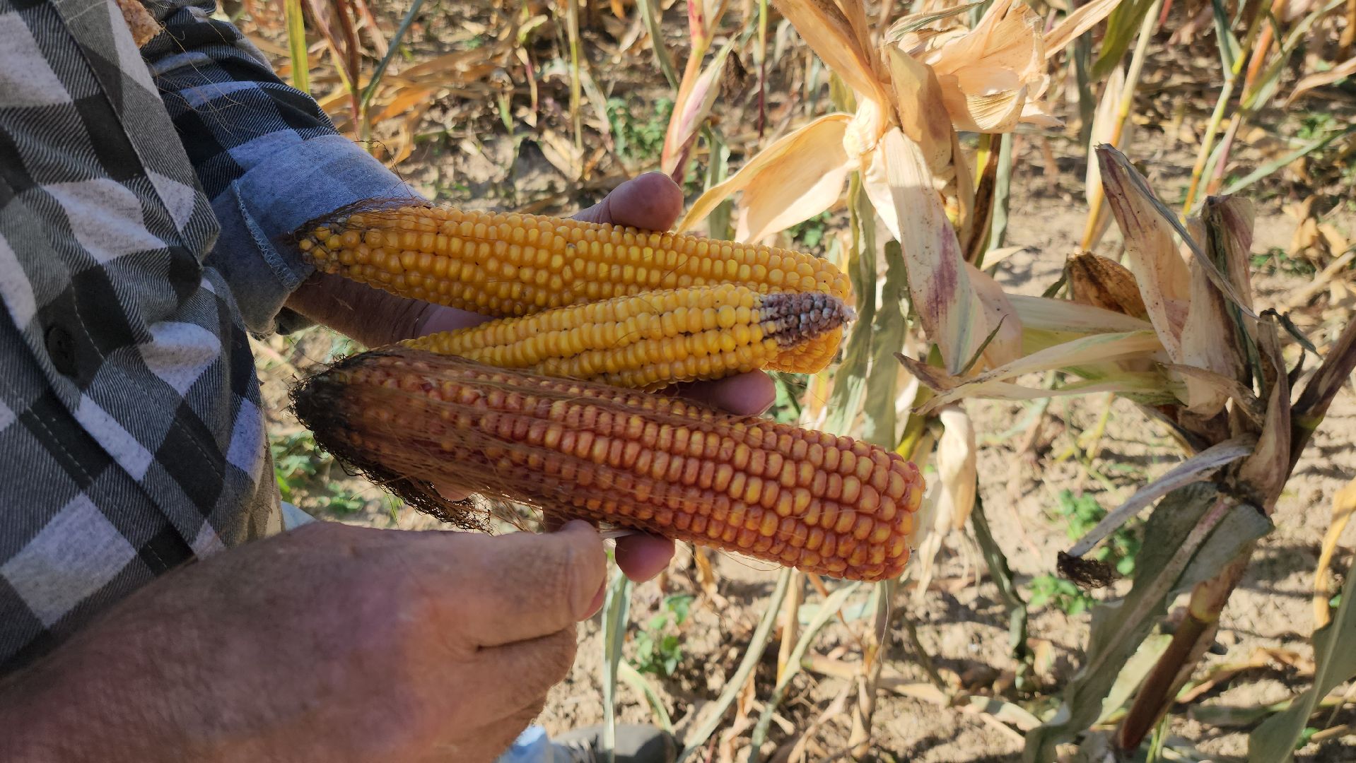 сельское хозяйство, руза, рузское молоко, сбор урожая, рузский городской округ, агрохолдинг рузское молоко, кукуруза,