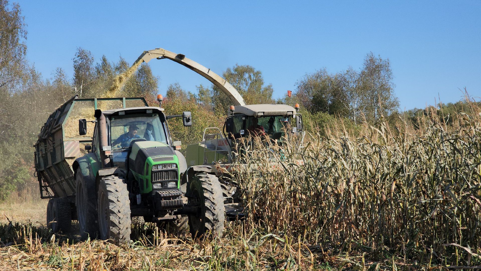 сельское хозяйство, руза, рузское молоко, сбор урожая, рузский городской округ, агрохолдинг рузское молоко, кукуруза,