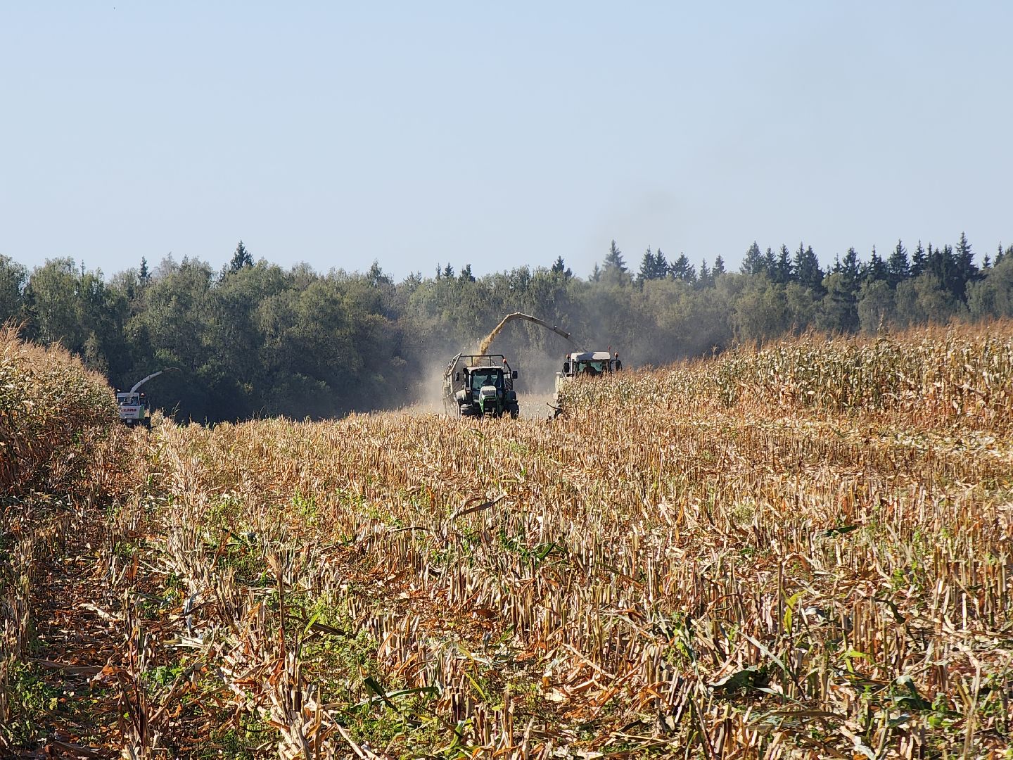 сельское хозяйство, руза, рузское молоко, сбор урожая, рузский городской округ, агрохолдинг рузское молоко, кукуруза,